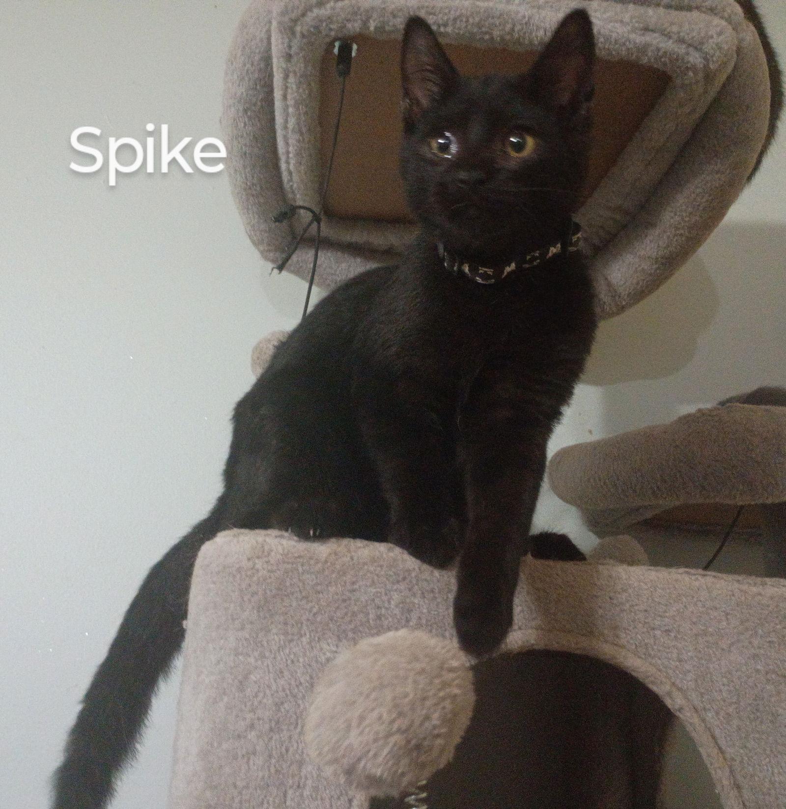 Spike, a Adoptable Domestic Short Hair in Niles, MI image 3/3