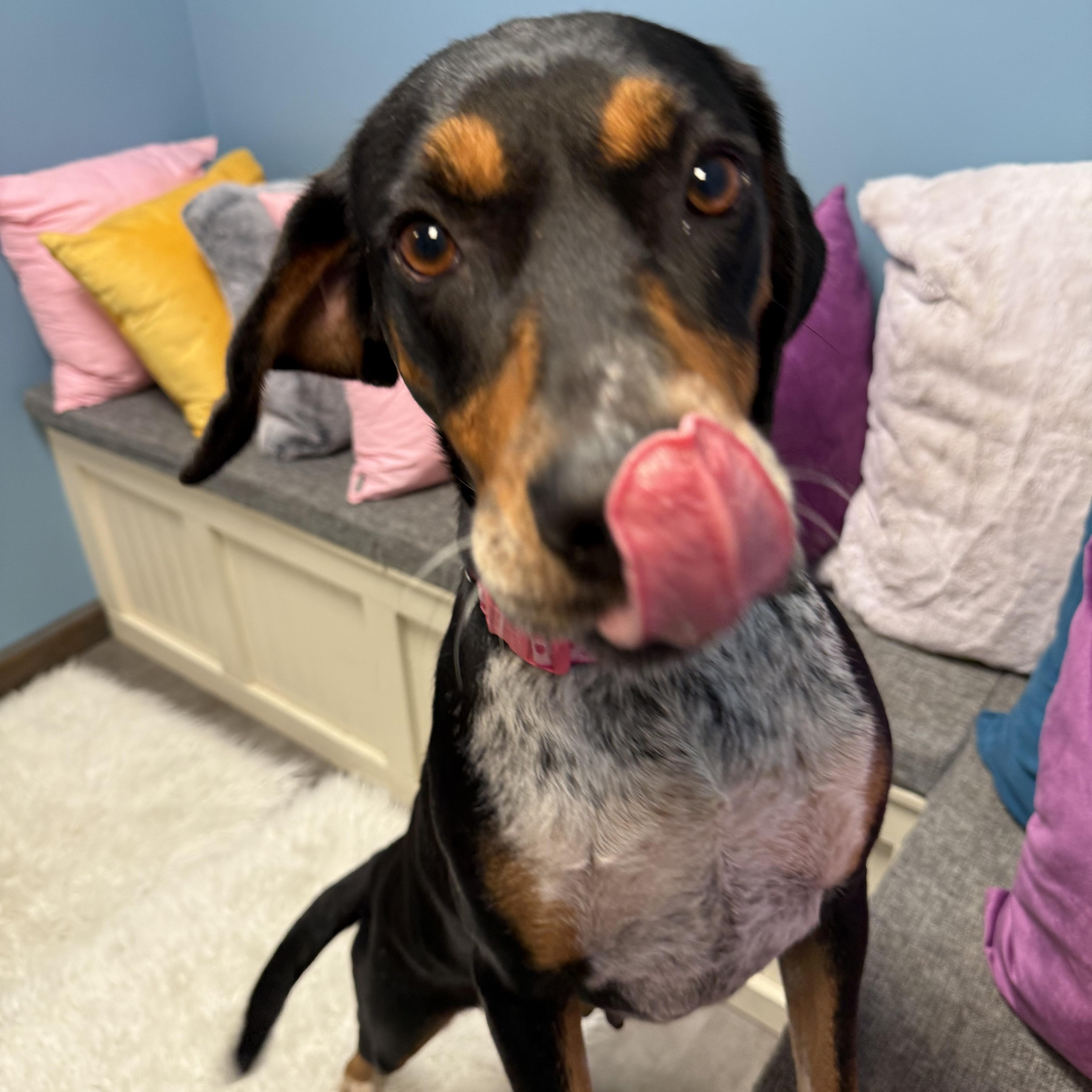 Enlarge Dolly, a Adoptable mixed breed in Cumberland, RI image 4/6