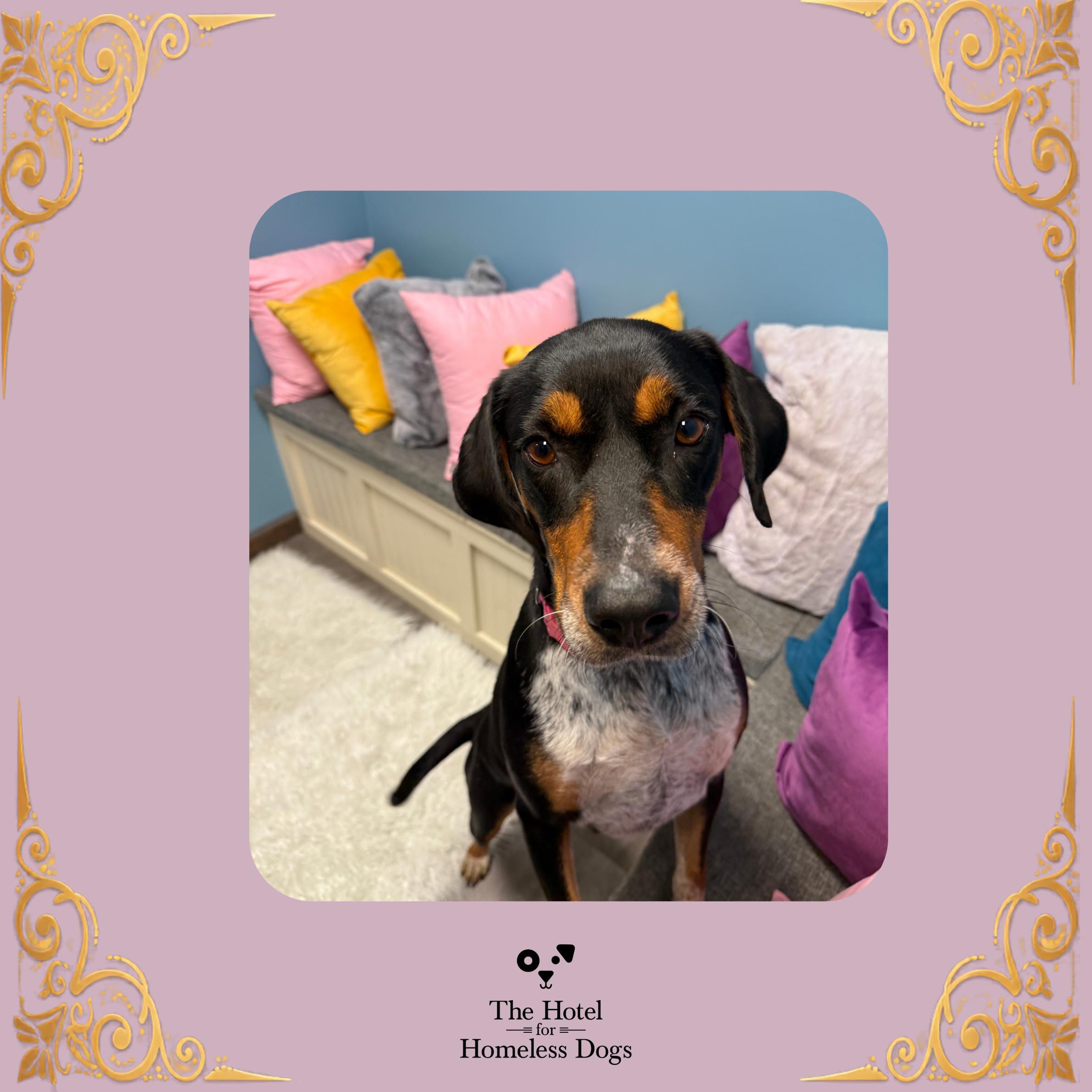 Dolly, Adoptable, Adult Female Bluetick Coonhound & Mixed Breed.