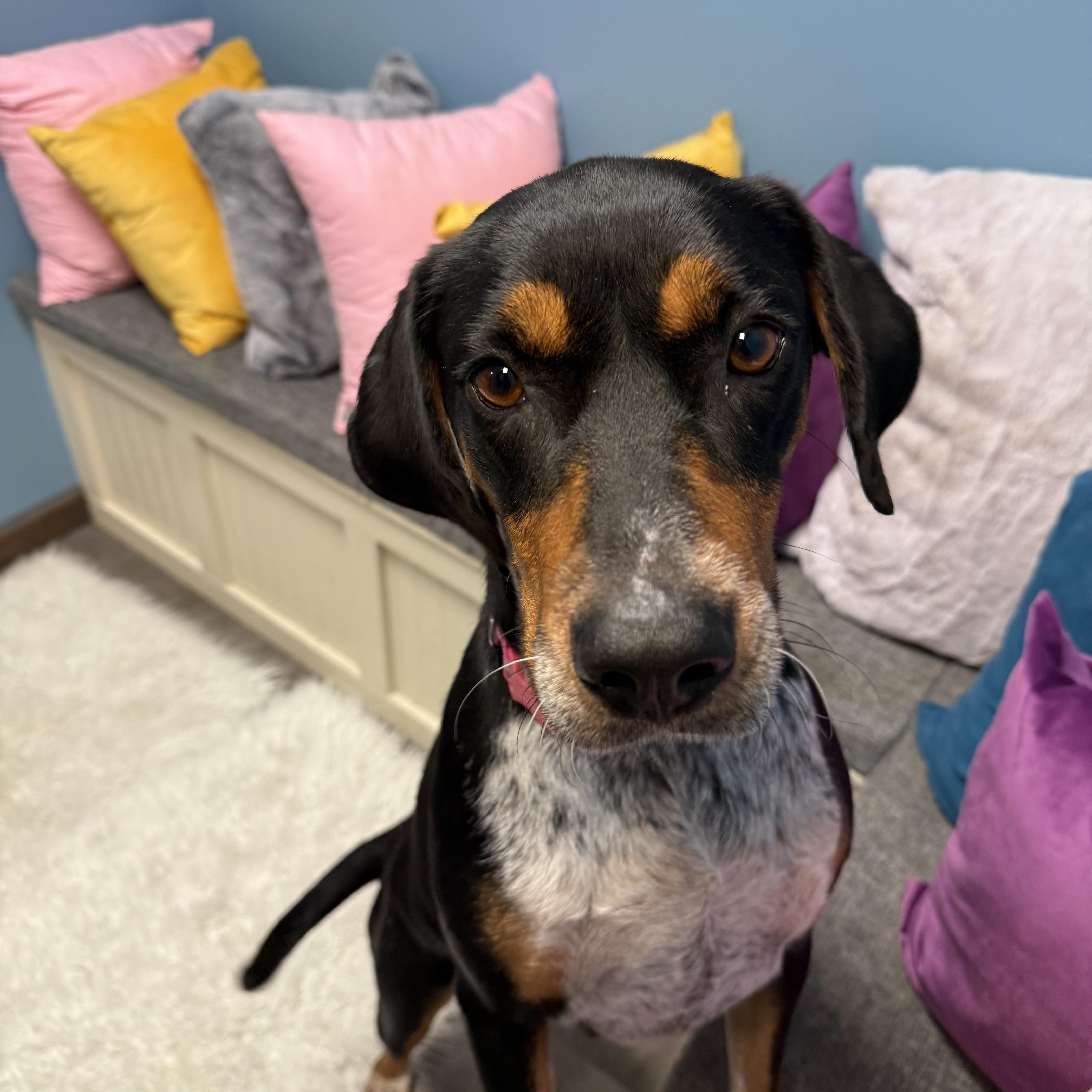 Enlarge Dolly, a Adoptable mixed breed in Cumberland, RI image 5/6
