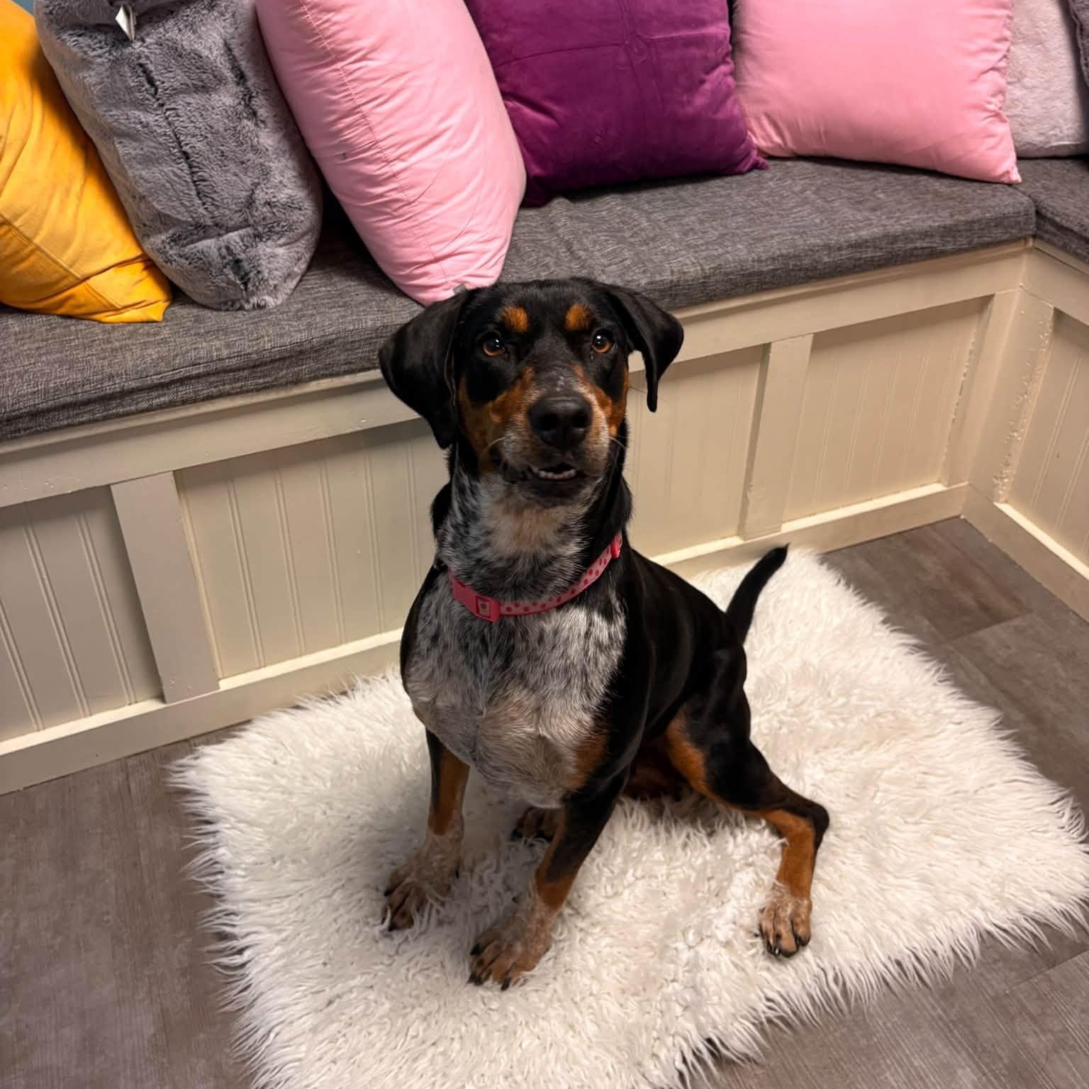 Enlarge Dolly, a Adoptable mixed breed in Cumberland, RI image 6/6
