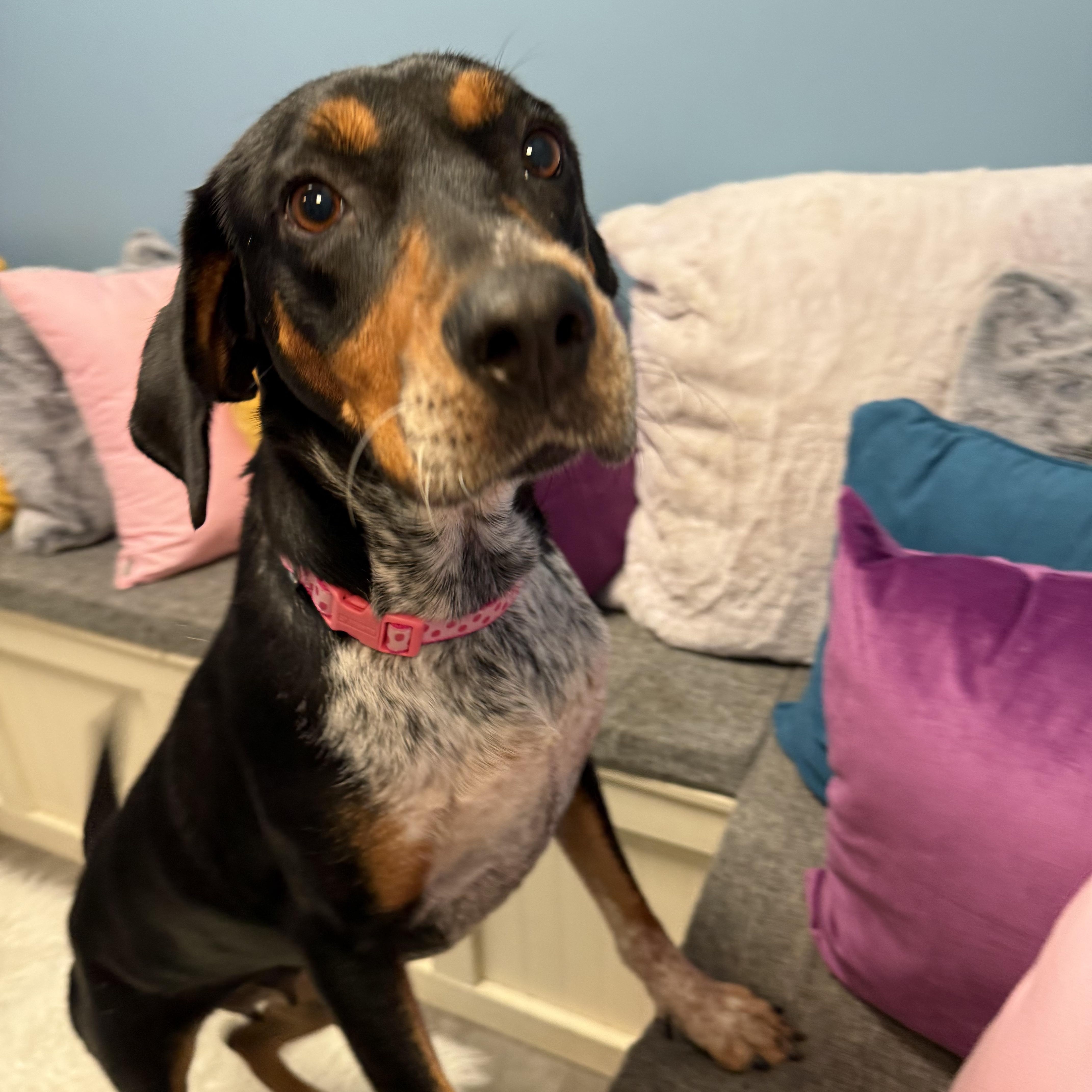 Enlarge Dolly, a Adoptable mixed breed in Cumberland, RI image 3/6