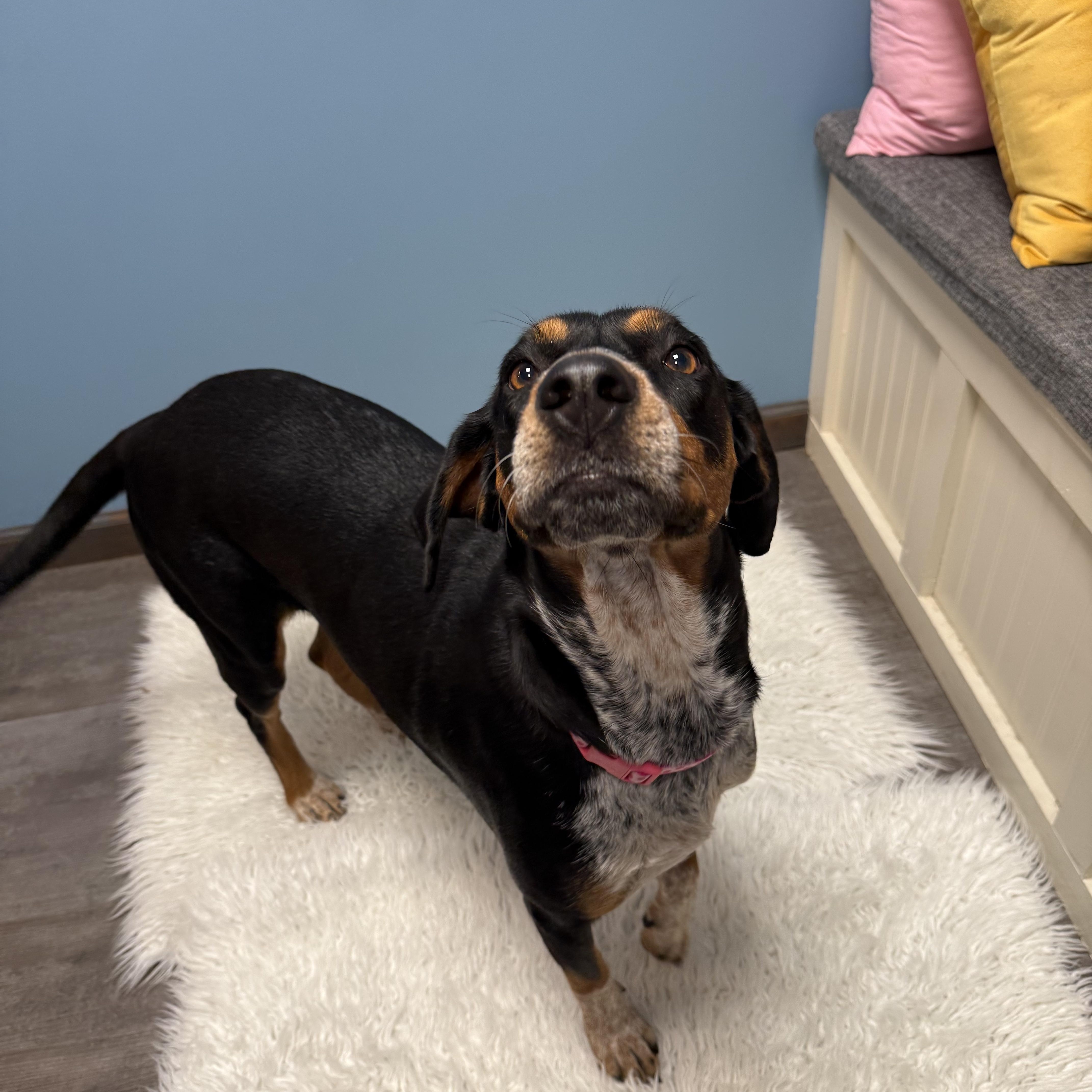 Enlarge Dolly, a Adoptable mixed breed in Cumberland, RI image 2/6