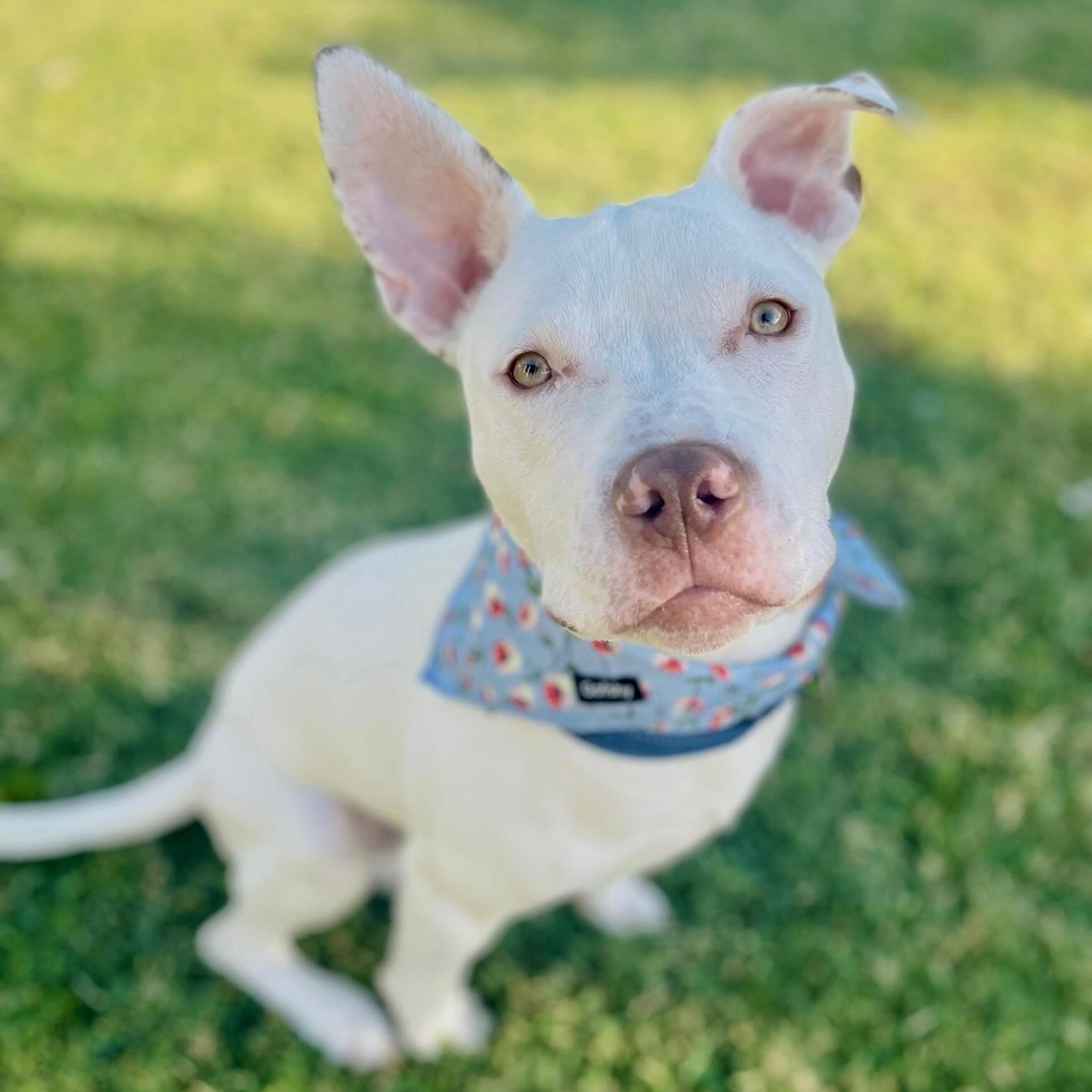 Noodle, a Adoptable Pit Bull Terrier in Citrus Heights, CA image 3/6