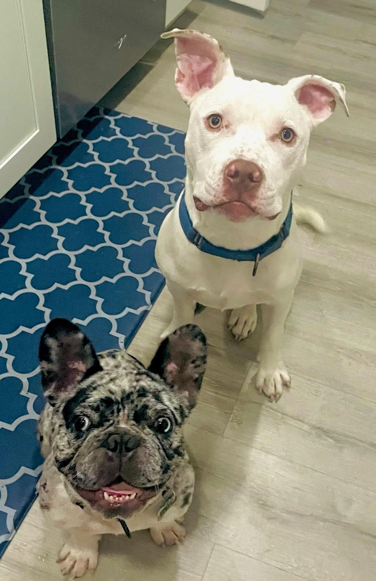 Noodle, a Adoptable Pit Bull Terrier in Citrus Heights, CA image 4/6