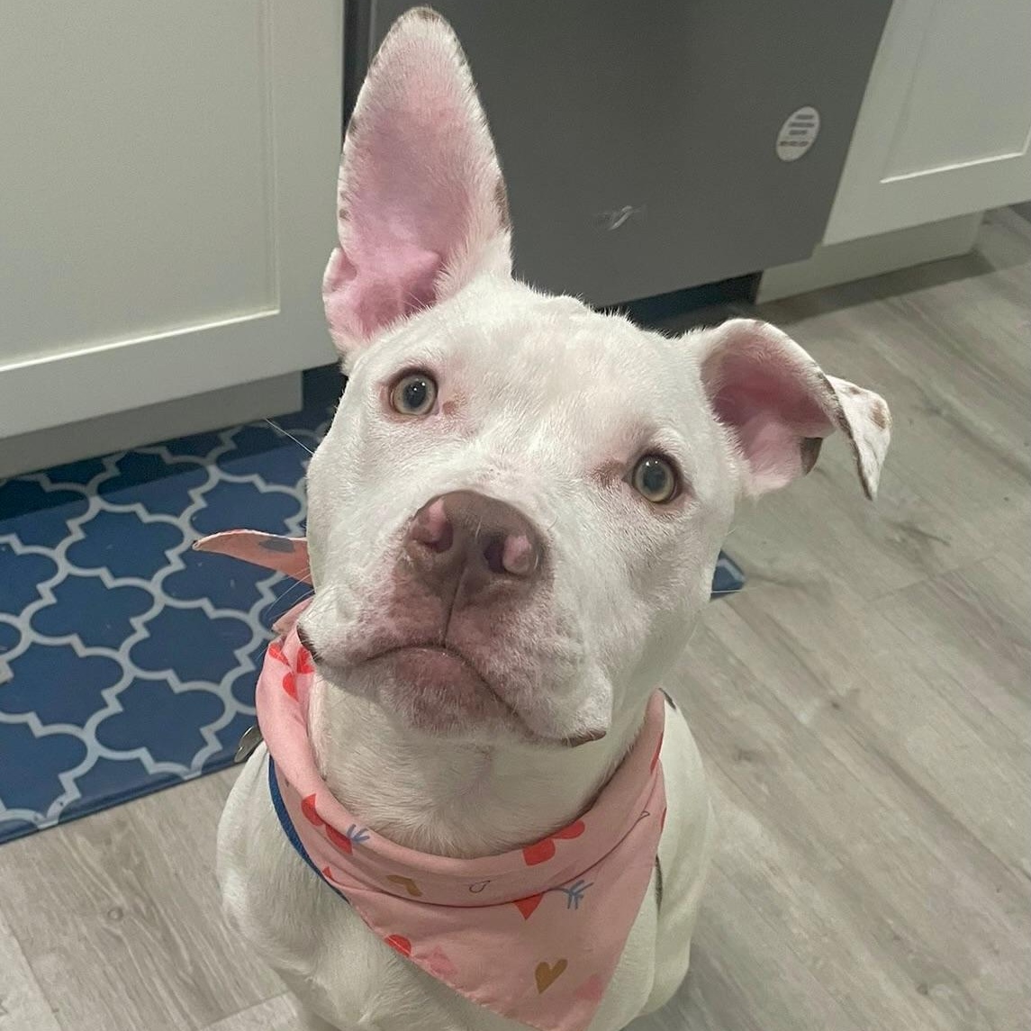 Noodle, a Adoptable Pit Bull Terrier in Citrus Heights, CA image 5/6