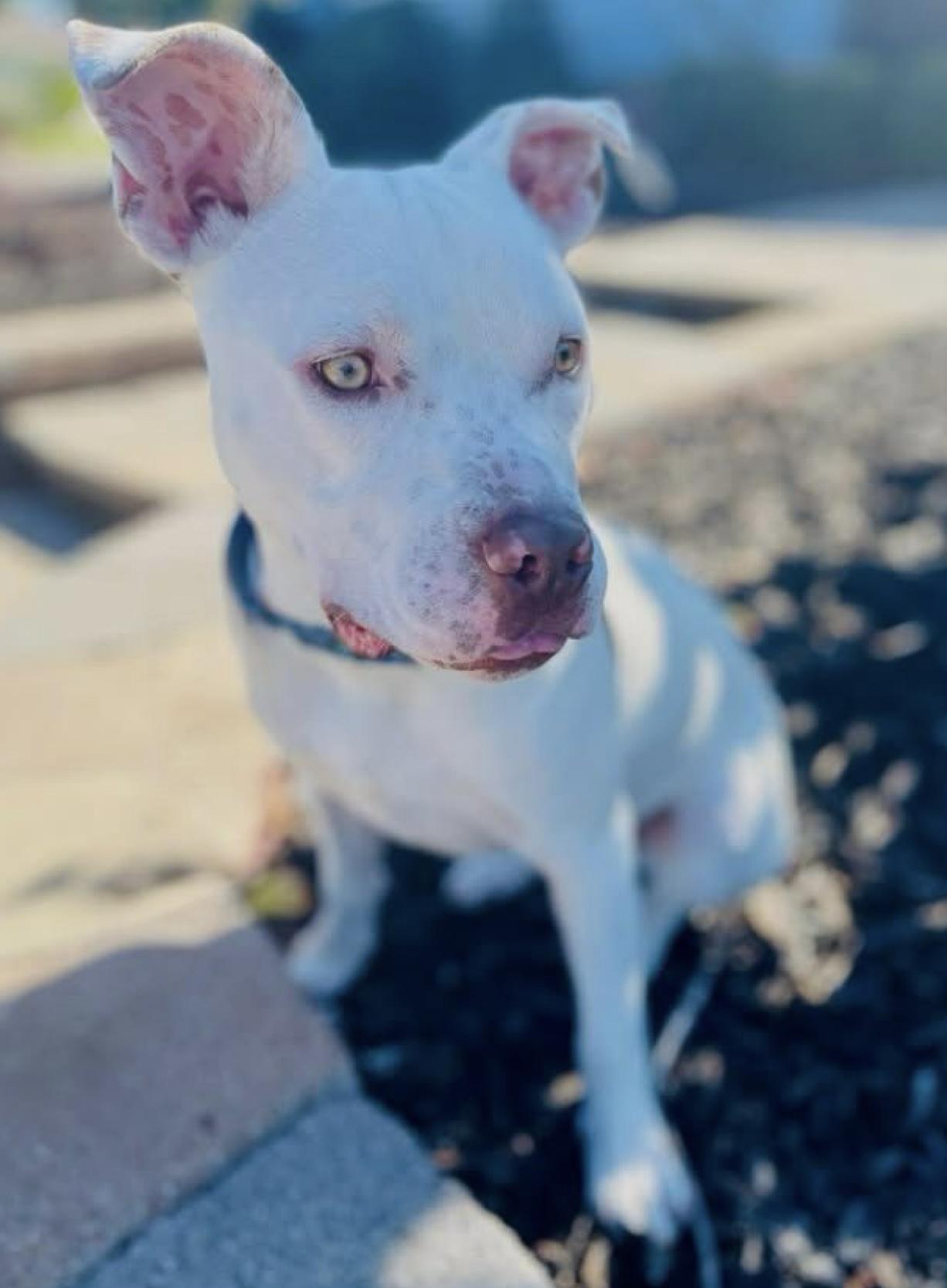 Enlarge Noodle, a Adoptable Pit Bull Terrier in Citrus Heights, CA image 6/6