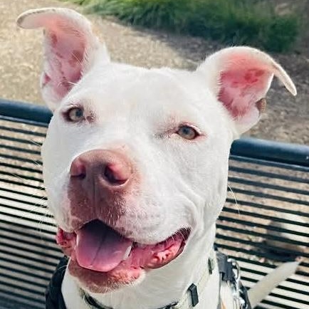 Noodle, a Adoptable Pit Bull Terrier in Citrus Heights, CA image 1/6
