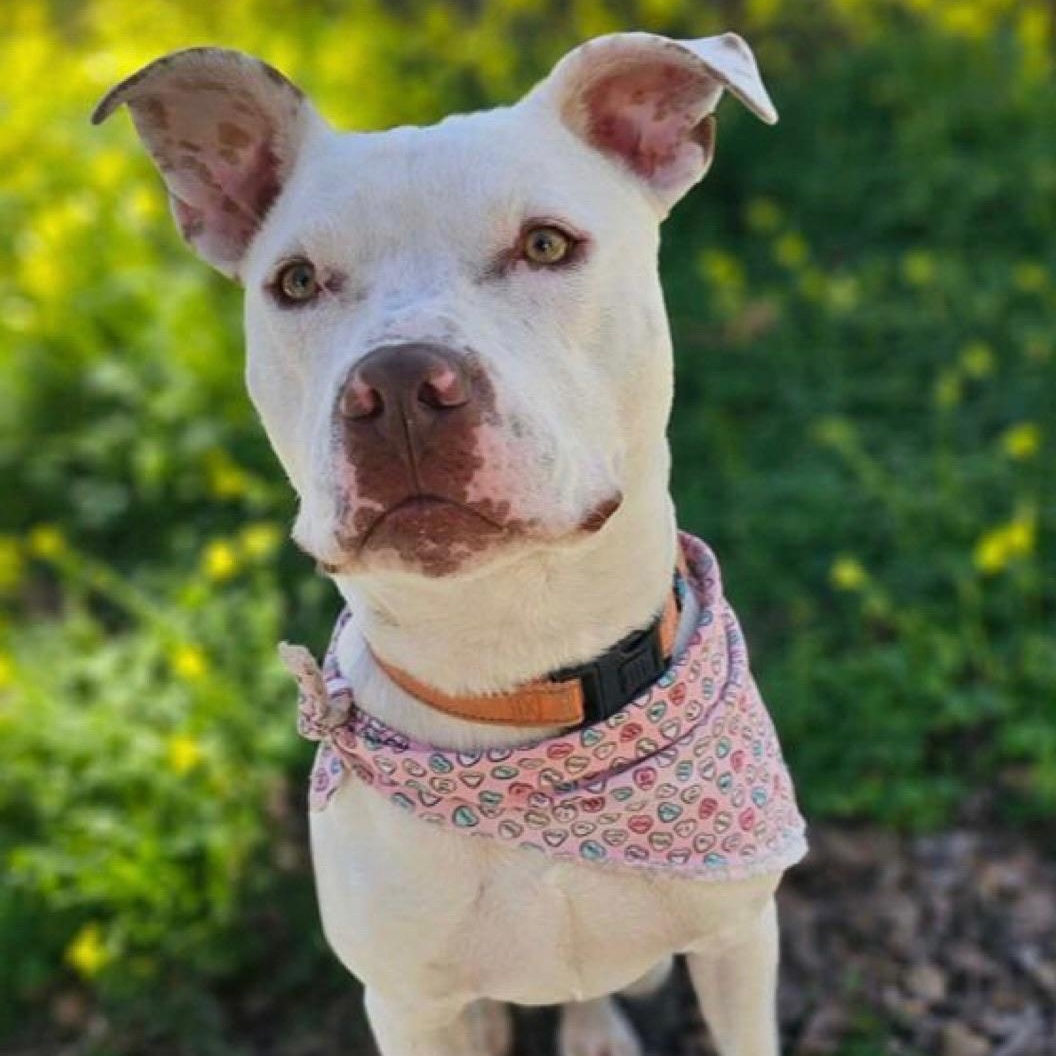 Noodle, Adoptable, Young Male Pit Bull Terrier.
