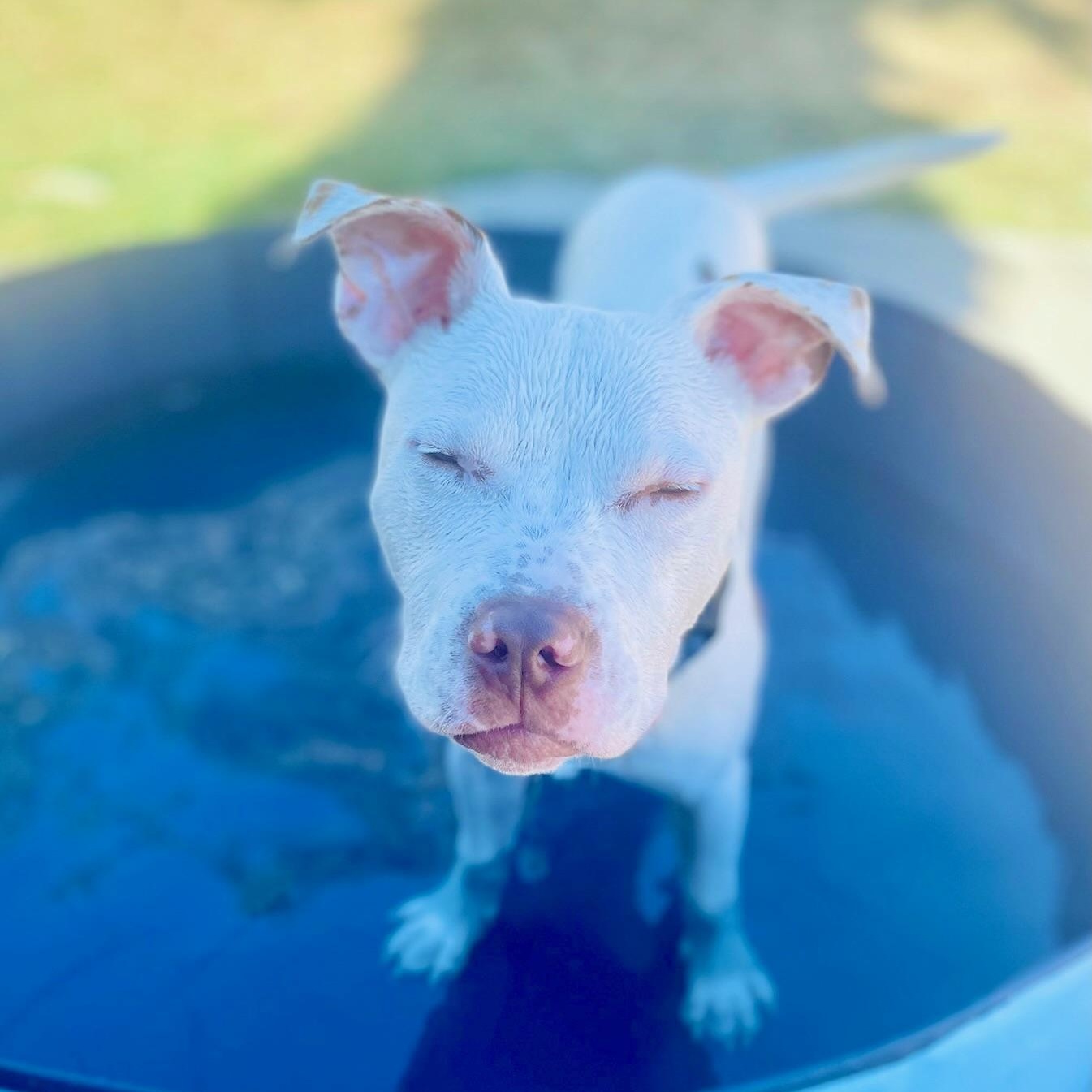 Noodle, a Adoptable Pit Bull Terrier in Citrus Heights, CA image 6/6