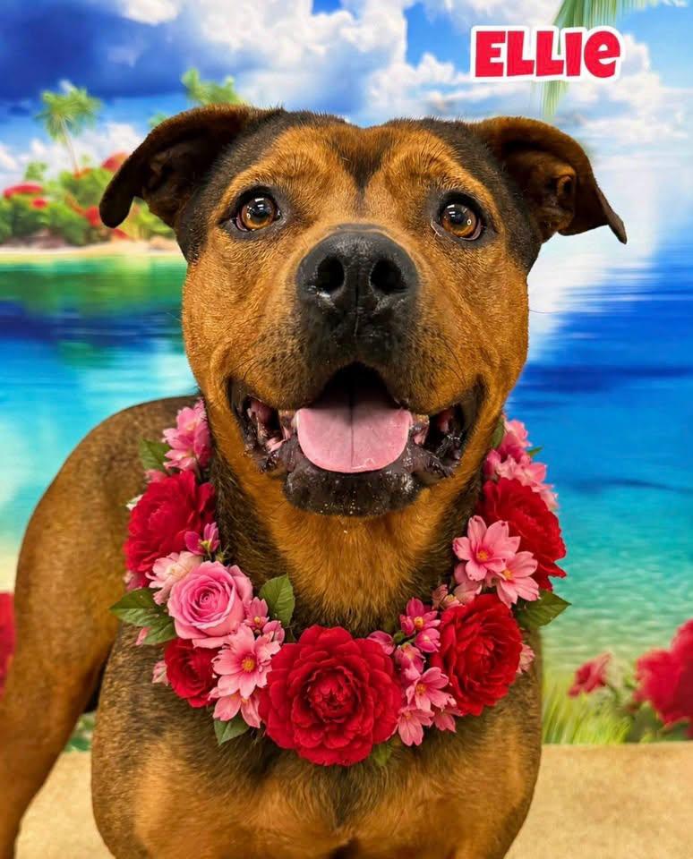 Enlarge Ellie, a ADOPTABLE Mixed Breed in Flint, MI image 1/1