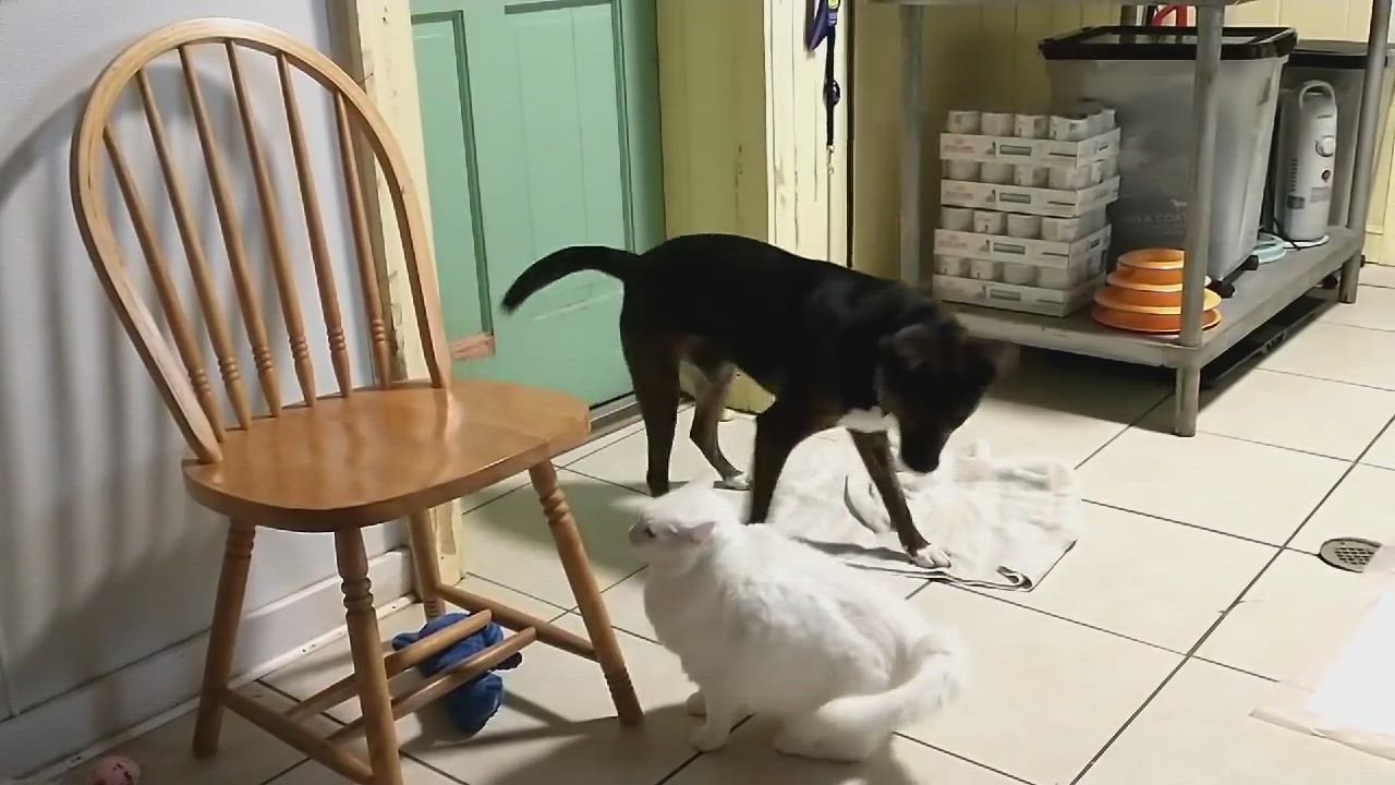 Enlarge Bobby, a Adopted mixed breed in Hayesville, NC video 6/11