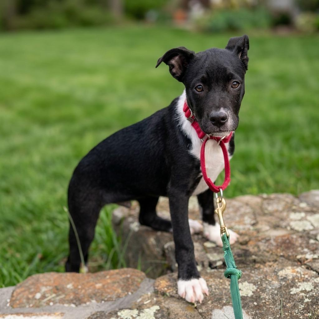 Enlarge Clover - Spring Litter , a Adoptable mixed breed in Mendham, NJ image 2/2