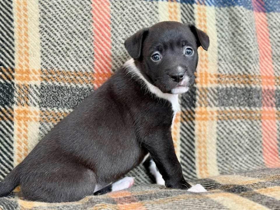 Clover - Spring Litter , Adoptable, Puppy Female Mixed Breed.