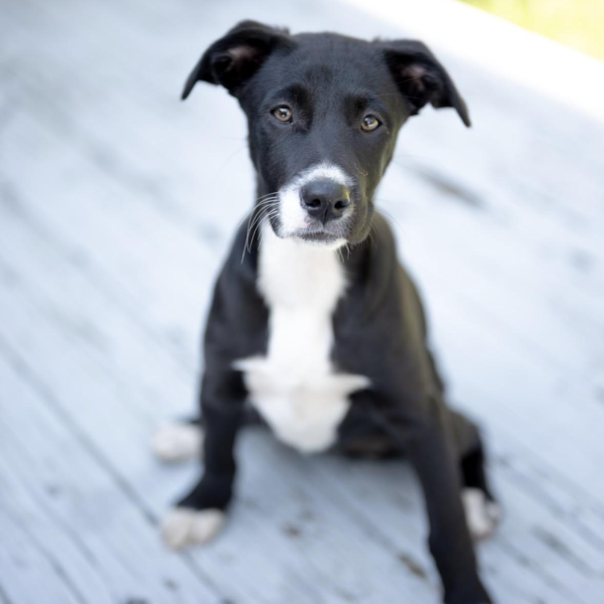 Enlarge Clover - Spring Litter , a Adoptable mixed breed in Mendham, NJ image 1/2