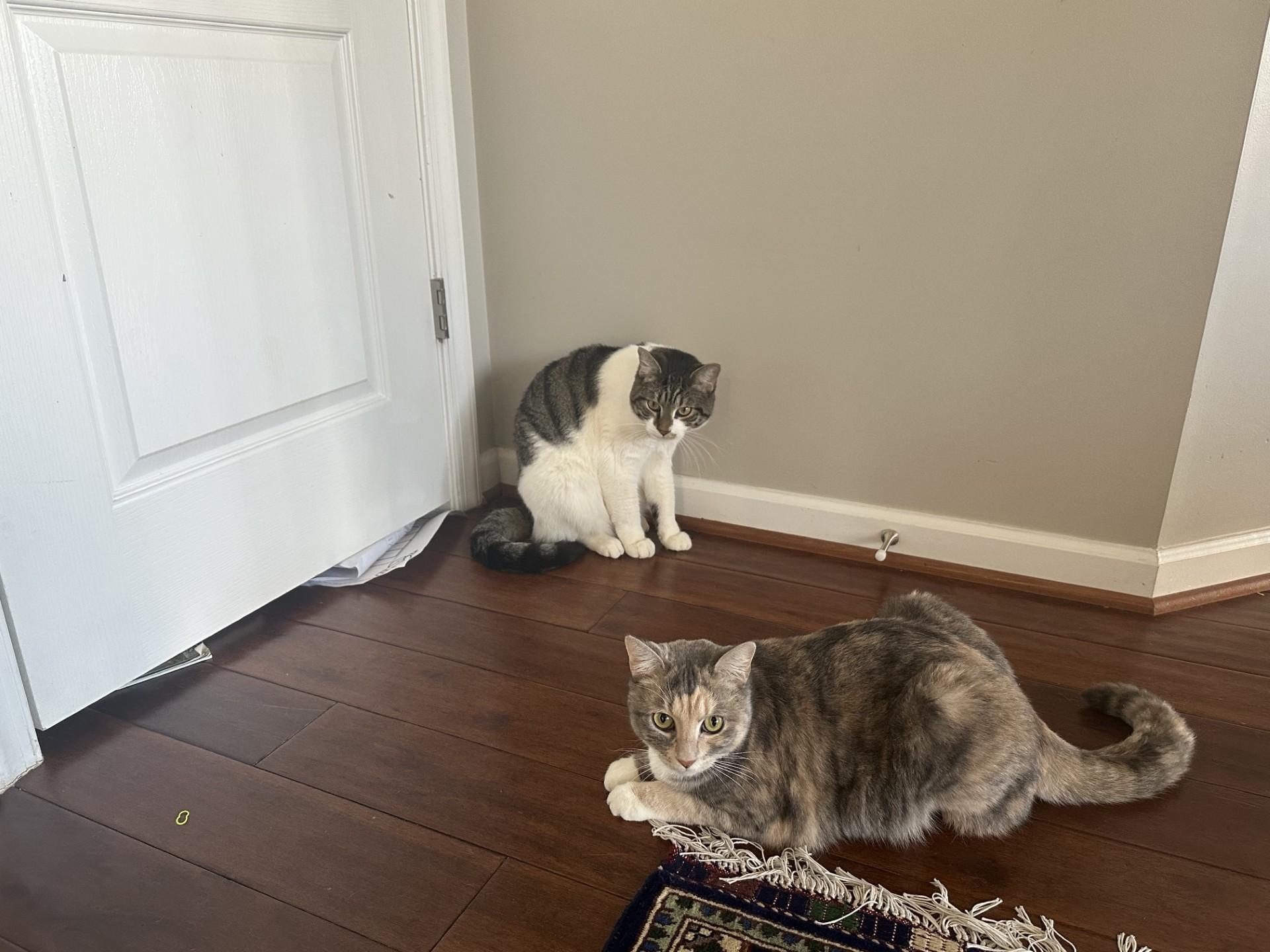 Iris and Zephyr, Adoptable, Adult Female Domestic Short Hair.