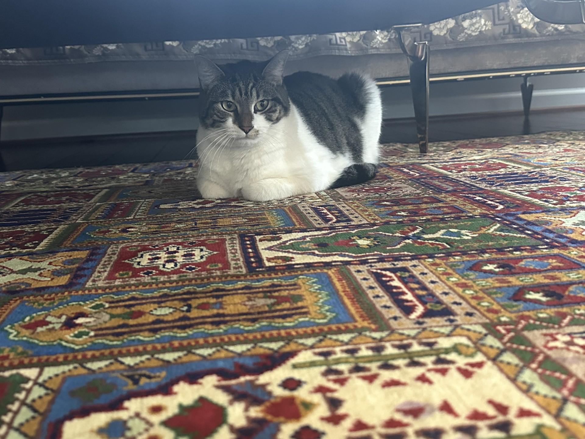 Enlarge Iris and Zephyr, a Adoptable Domestic Short Hair in Leesburg, VA image 2/5