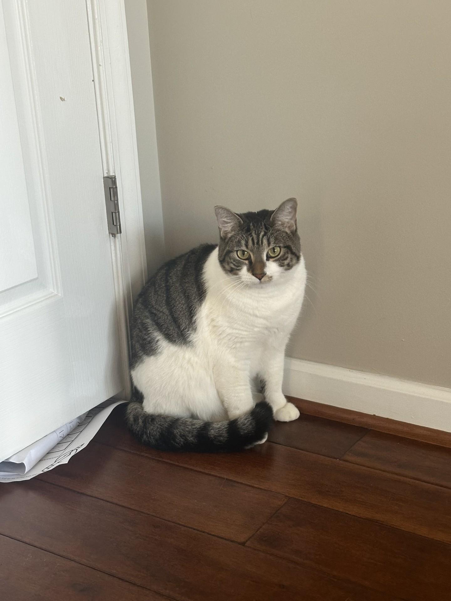 Enlarge Iris and Zephyr, a Adoptable Domestic Short Hair in Leesburg, VA image 3/5