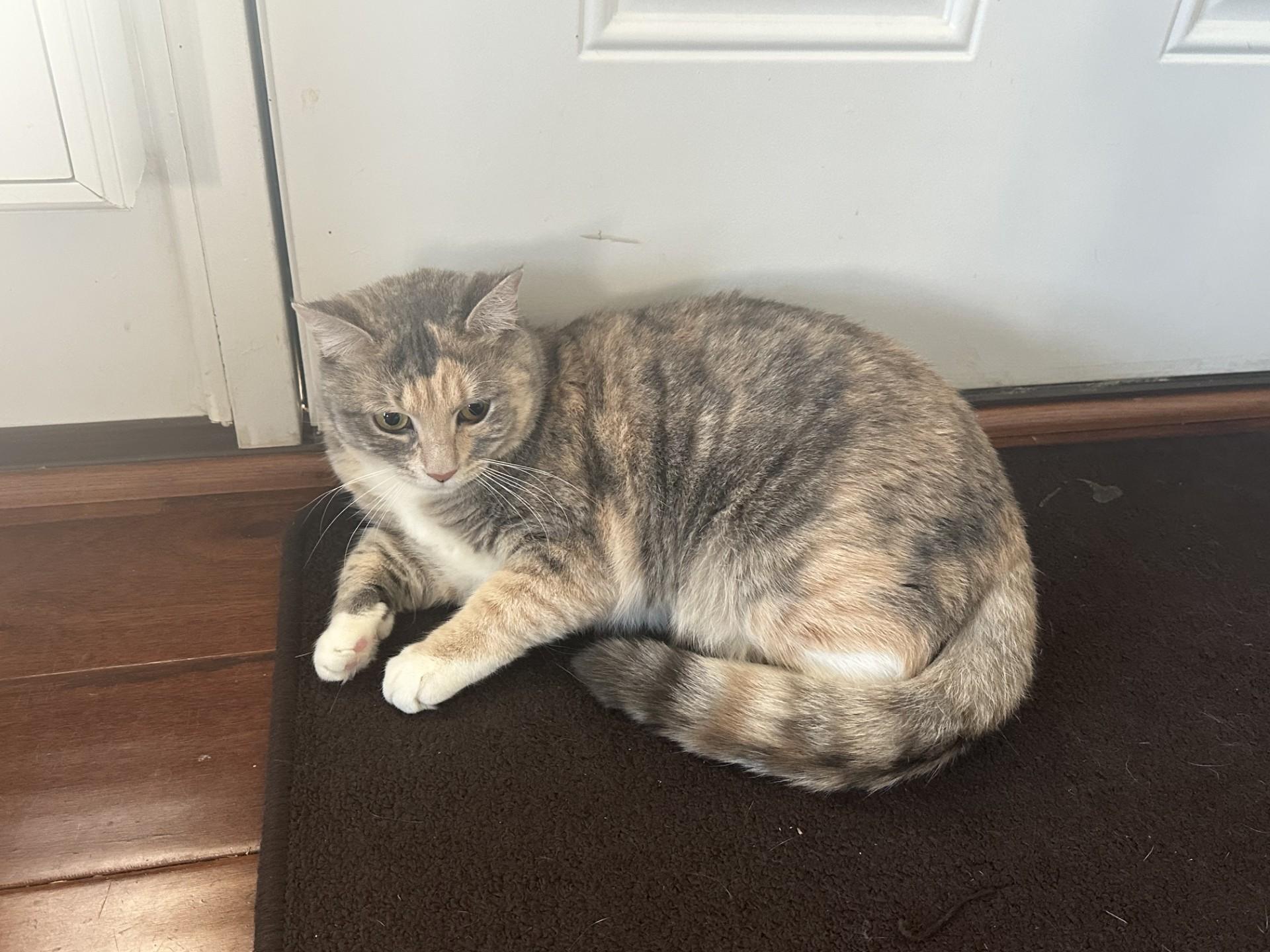 Enlarge Iris and Zephyr, a Adoptable Domestic Short Hair in Leesburg, VA image 4/5