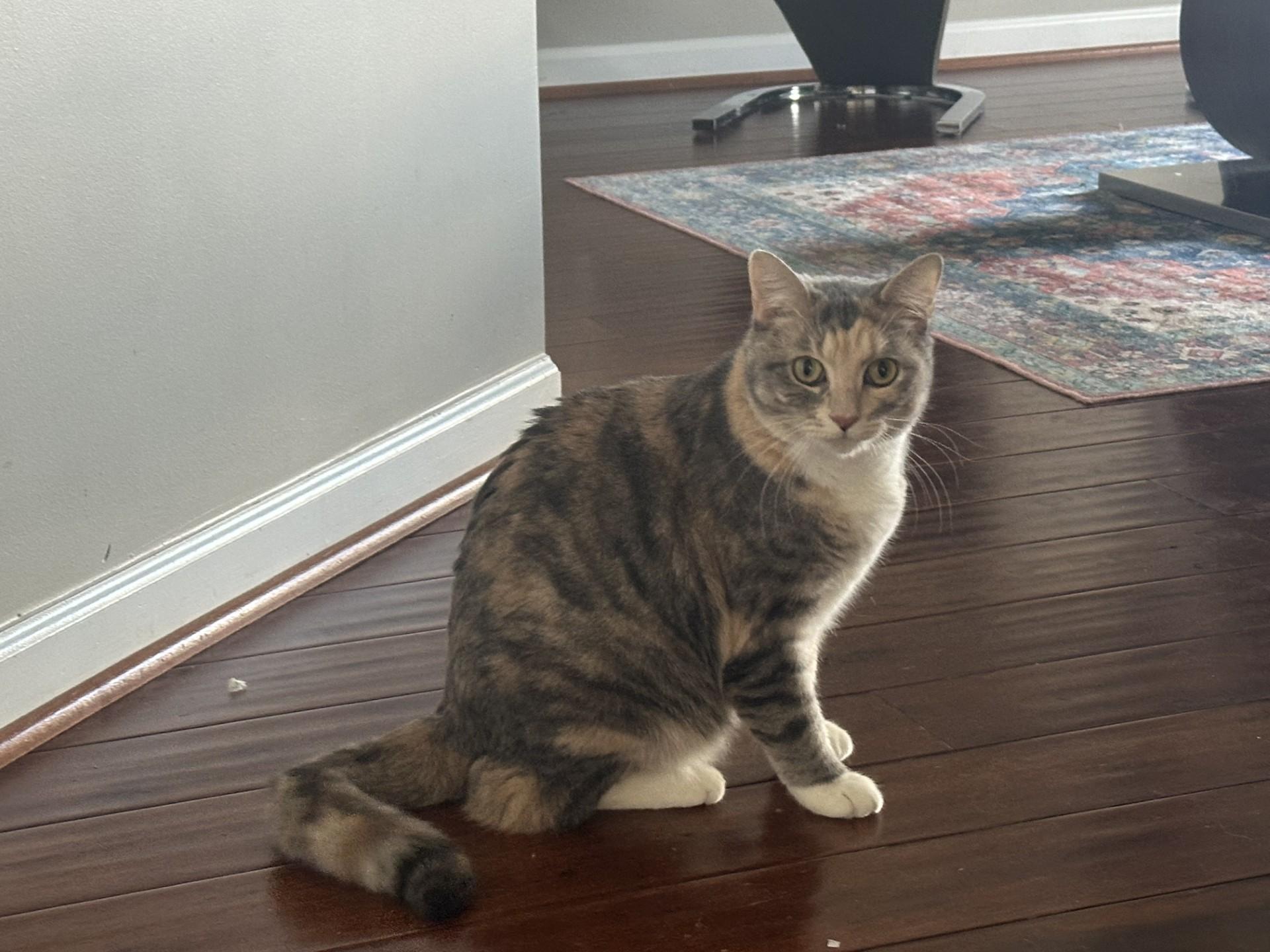 Enlarge Iris and Zephyr, a Adoptable Domestic Short Hair in Leesburg, VA image 5/5