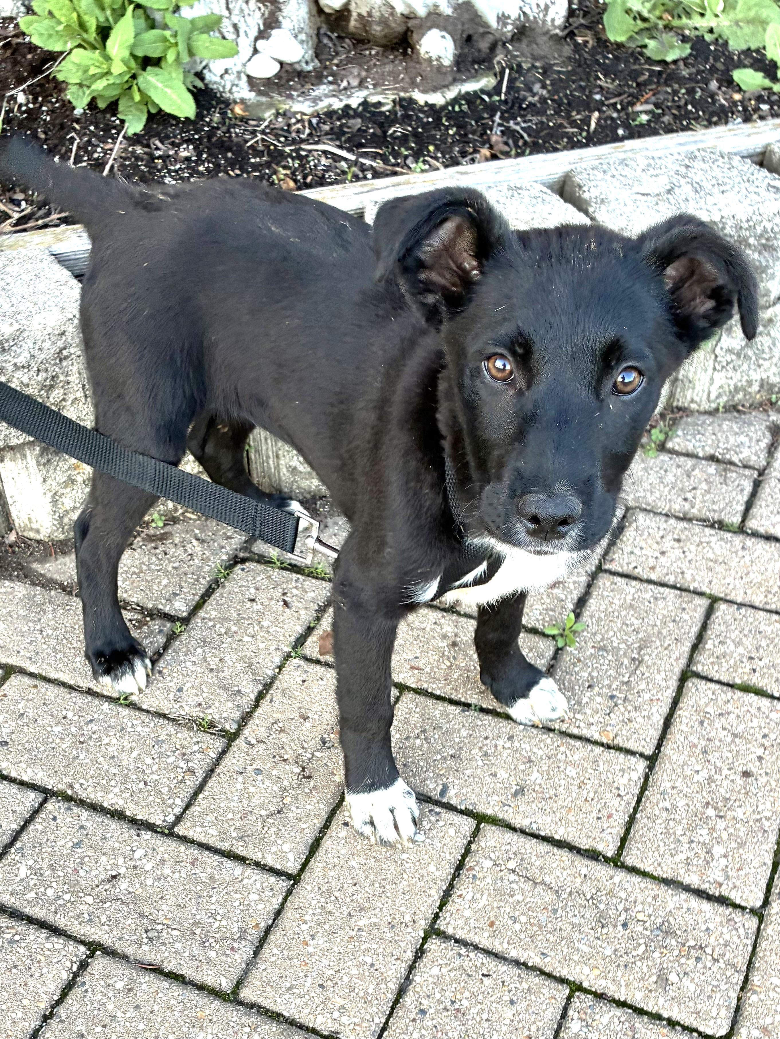 Enlarge Wuffi, a Adoptable mixed breed in West Chicago, IL image 1/3