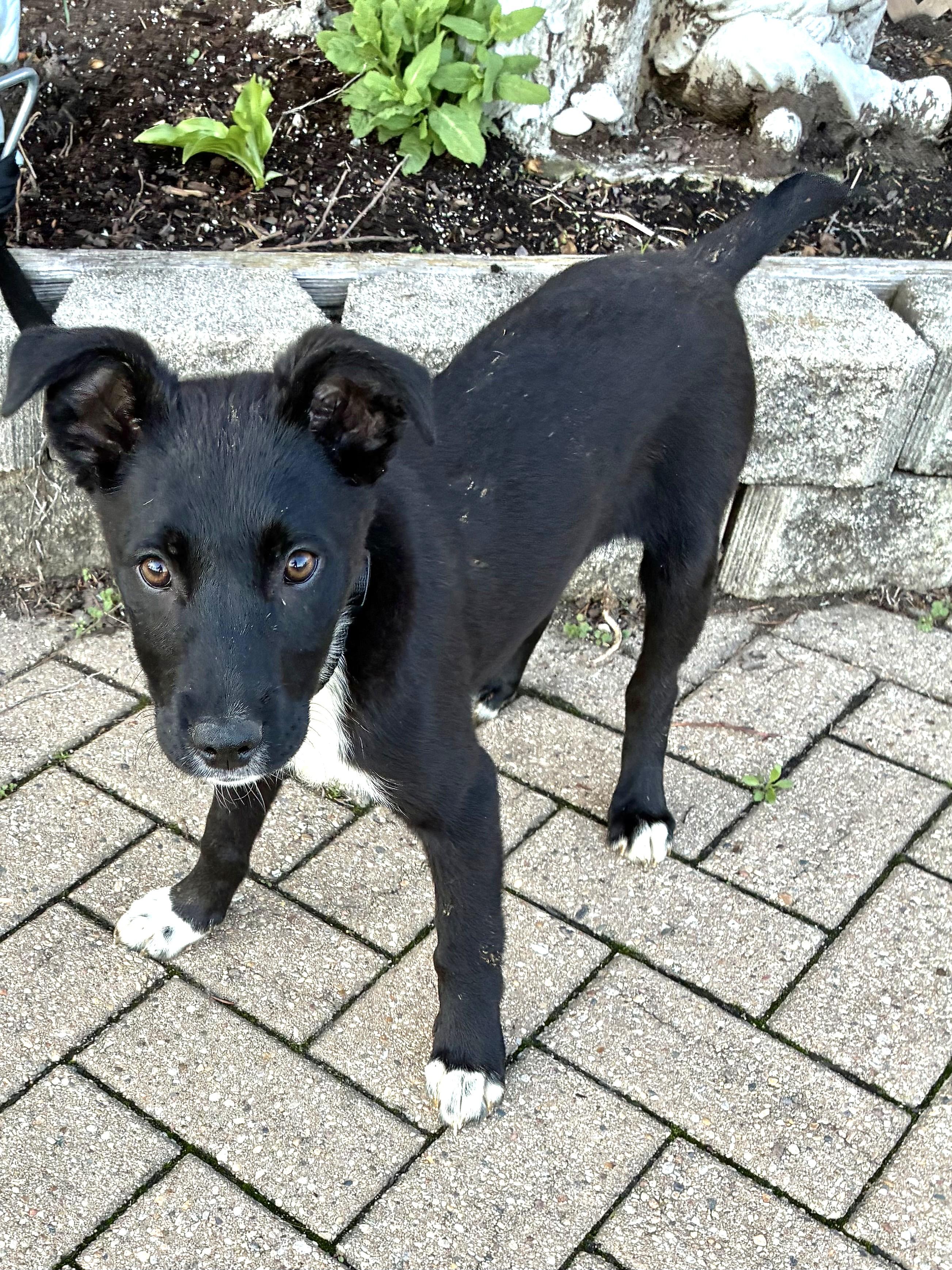 Enlarge Wuffi, a Adoptable mixed breed in West Chicago, IL image 2/3