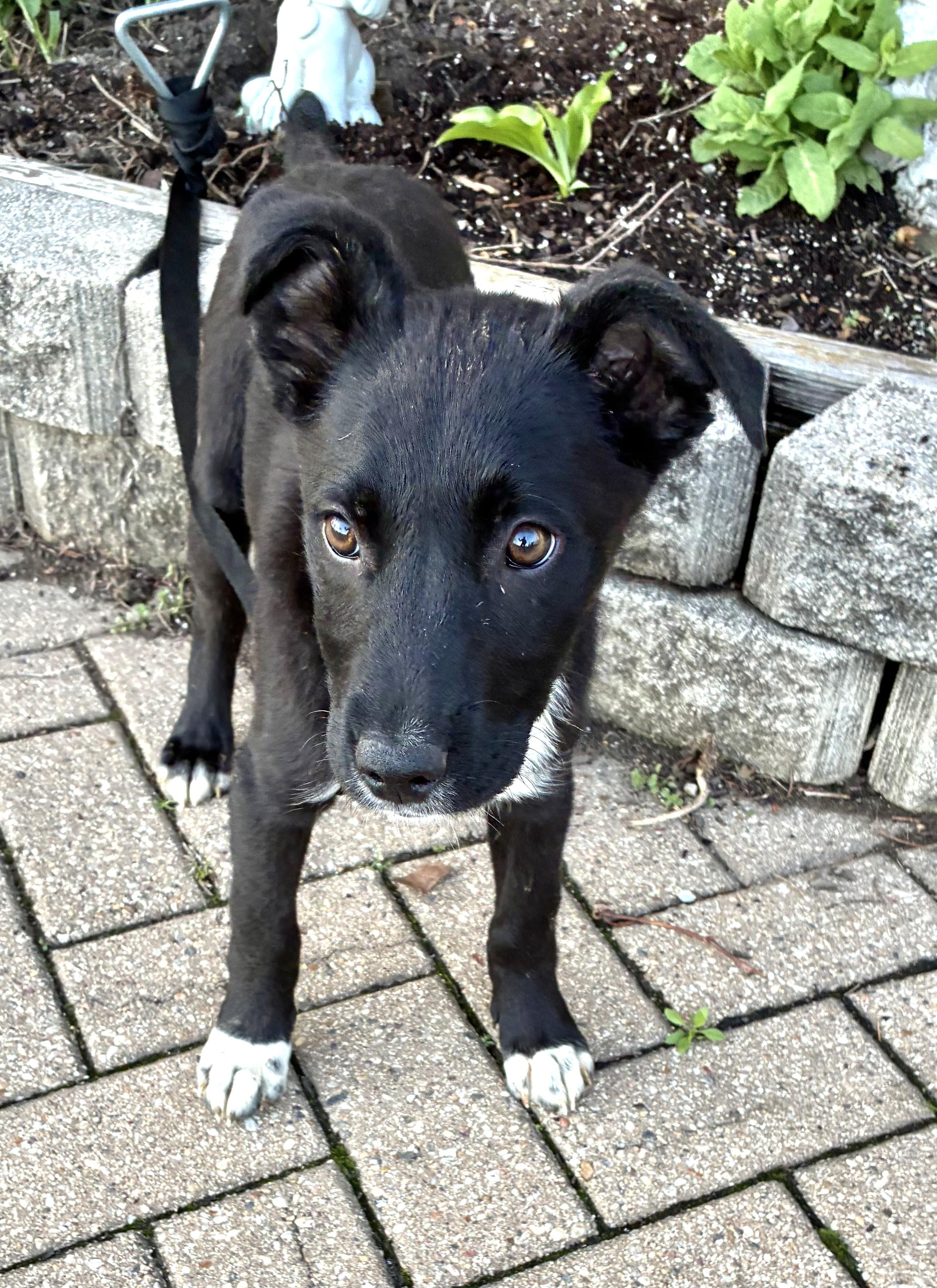 Enlarge Wuffi, a Adoptable mixed breed in West Chicago, IL image 3/3