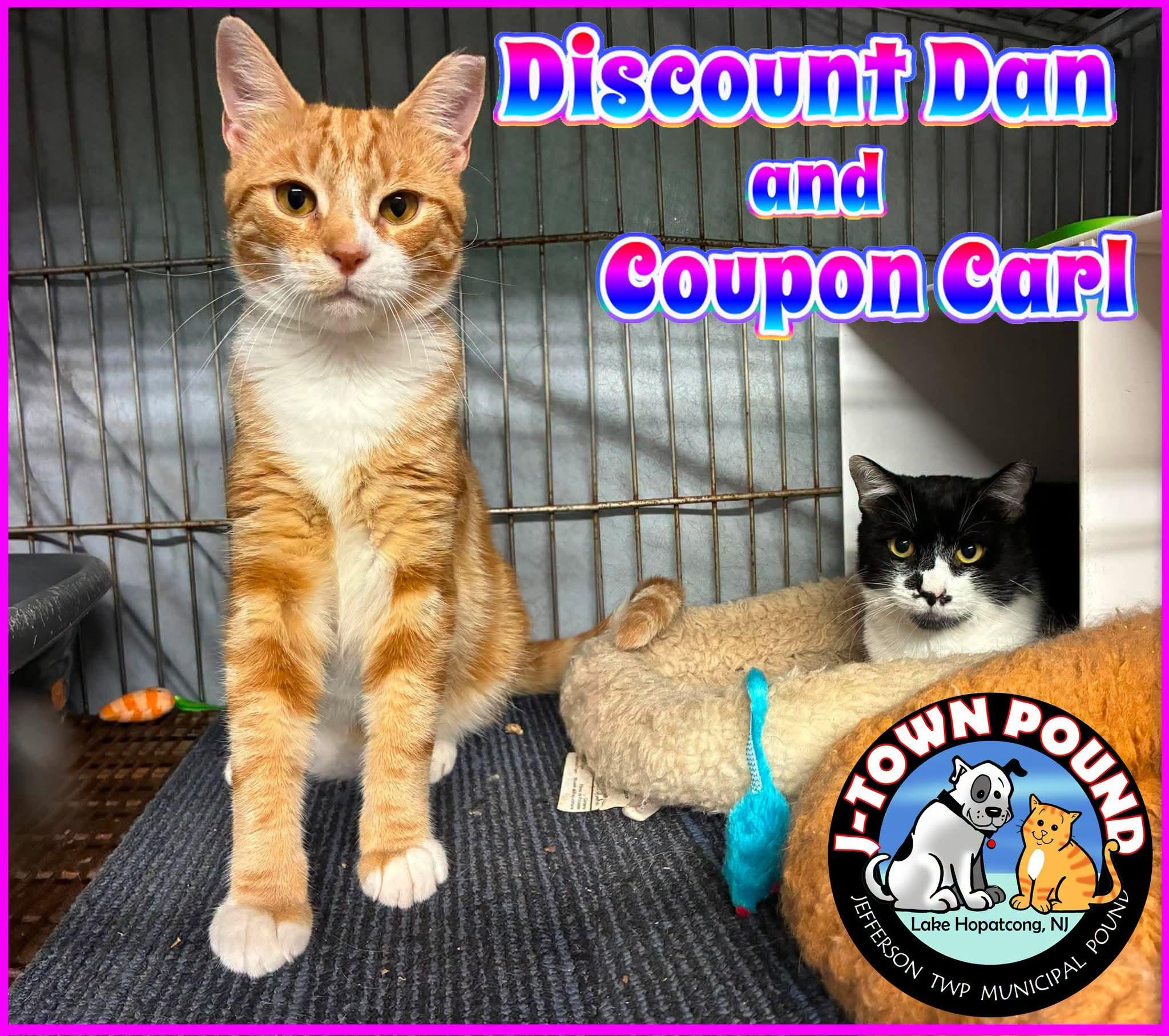 Enlarge Discount Dan & Coupon Carl, a Adoptable Domestic Short Hair in Lake Hopatcong, NJ image 3/5