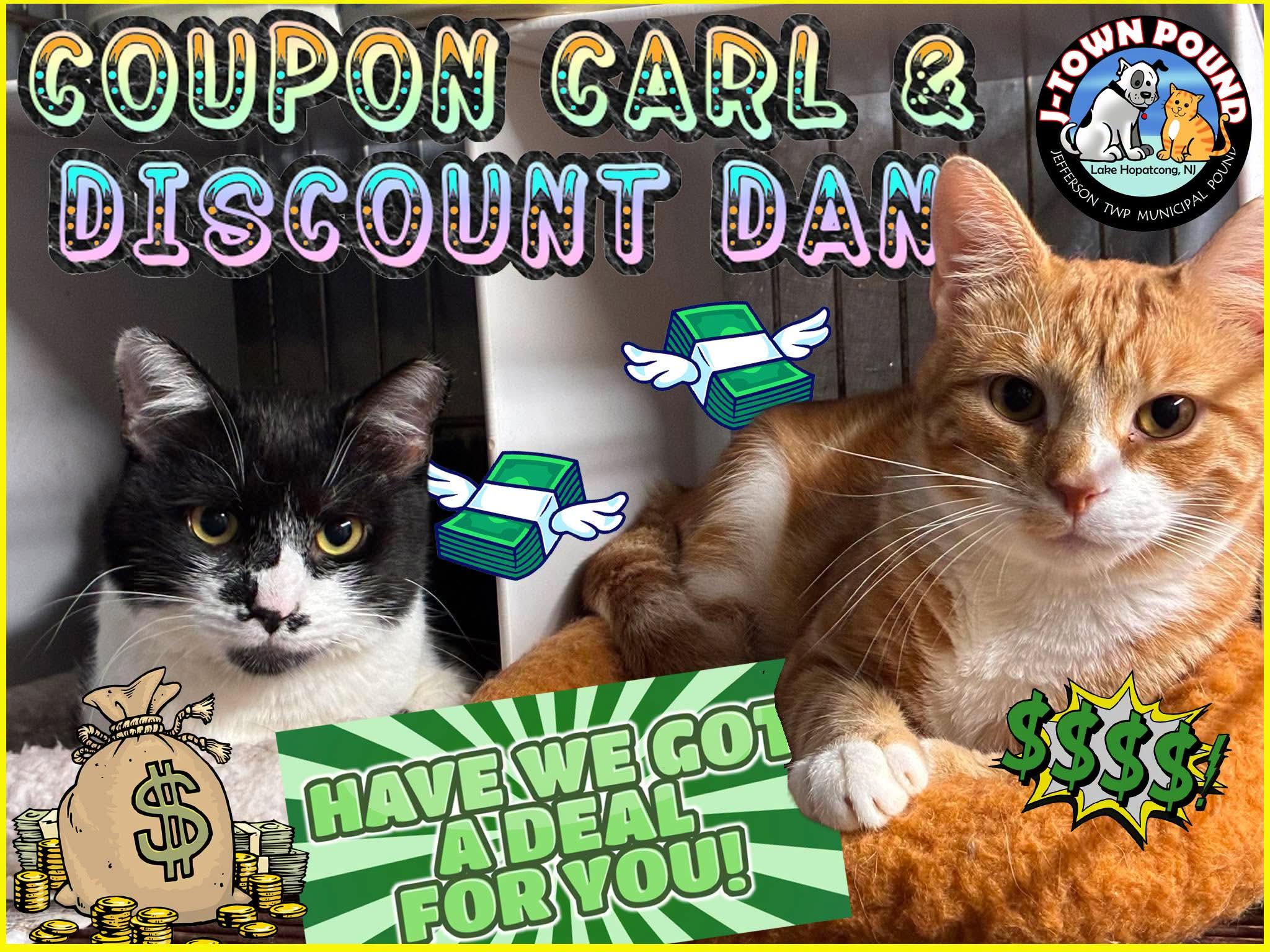 Discount Dan & Coupon Carl, Adoptable, Adult Male Domestic Short Hair.
