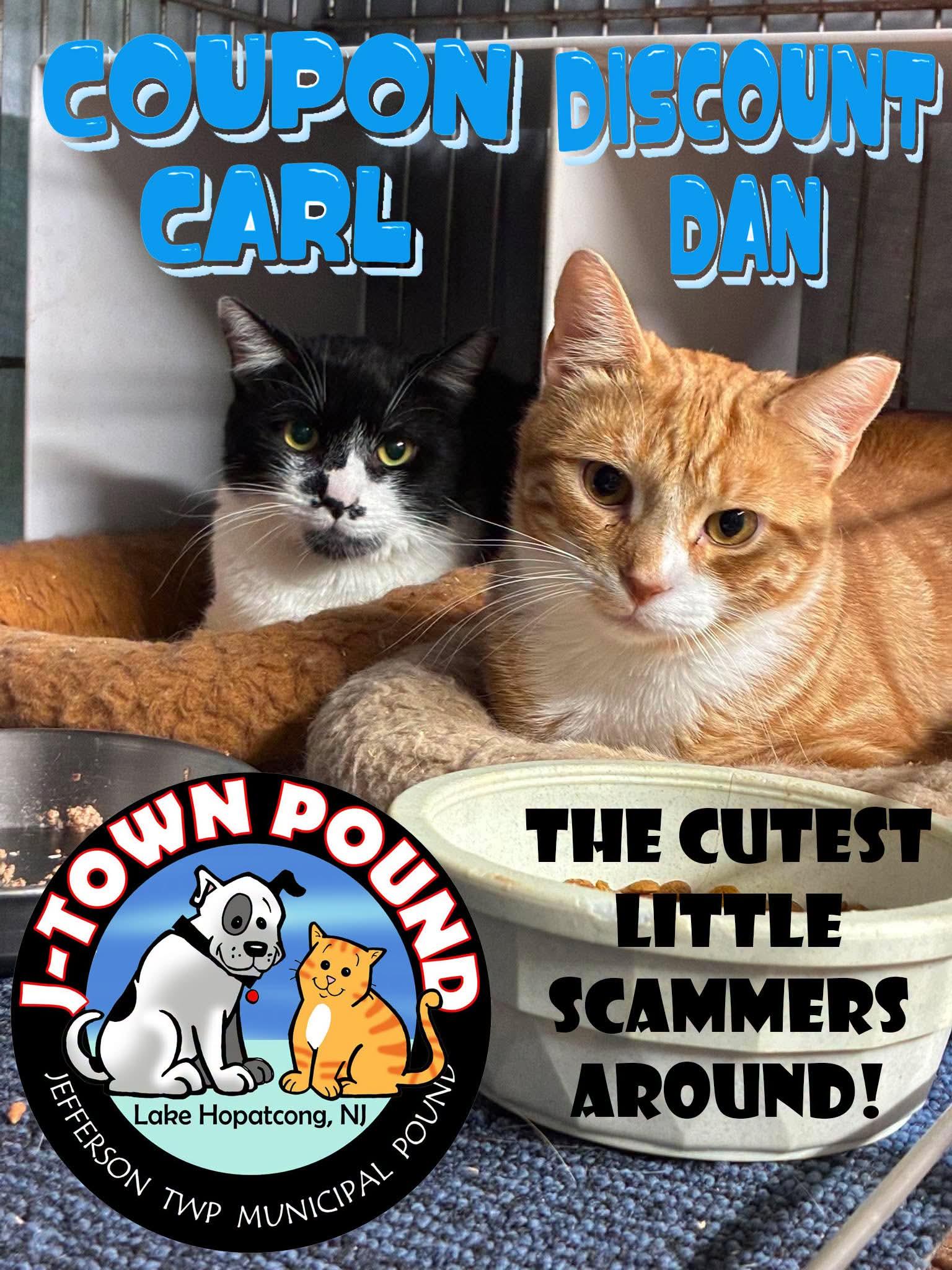 Enlarge Discount Dan & Coupon Carl, a Adoptable Domestic Short Hair in Lake Hopatcong, NJ image 2/5