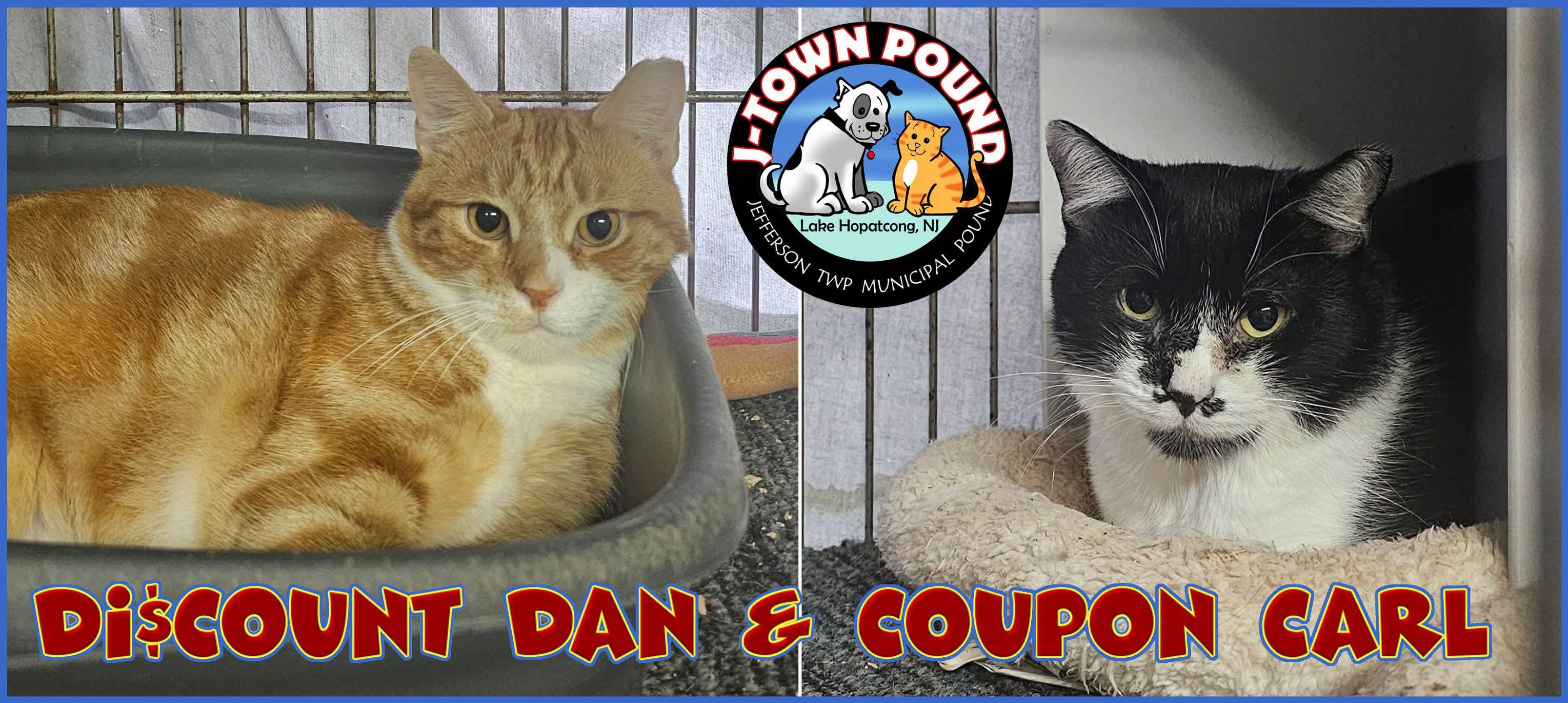 Enlarge Discount Dan & Coupon Carl, a Adoptable Domestic Short Hair in Lake Hopatcong, NJ image 4/5
