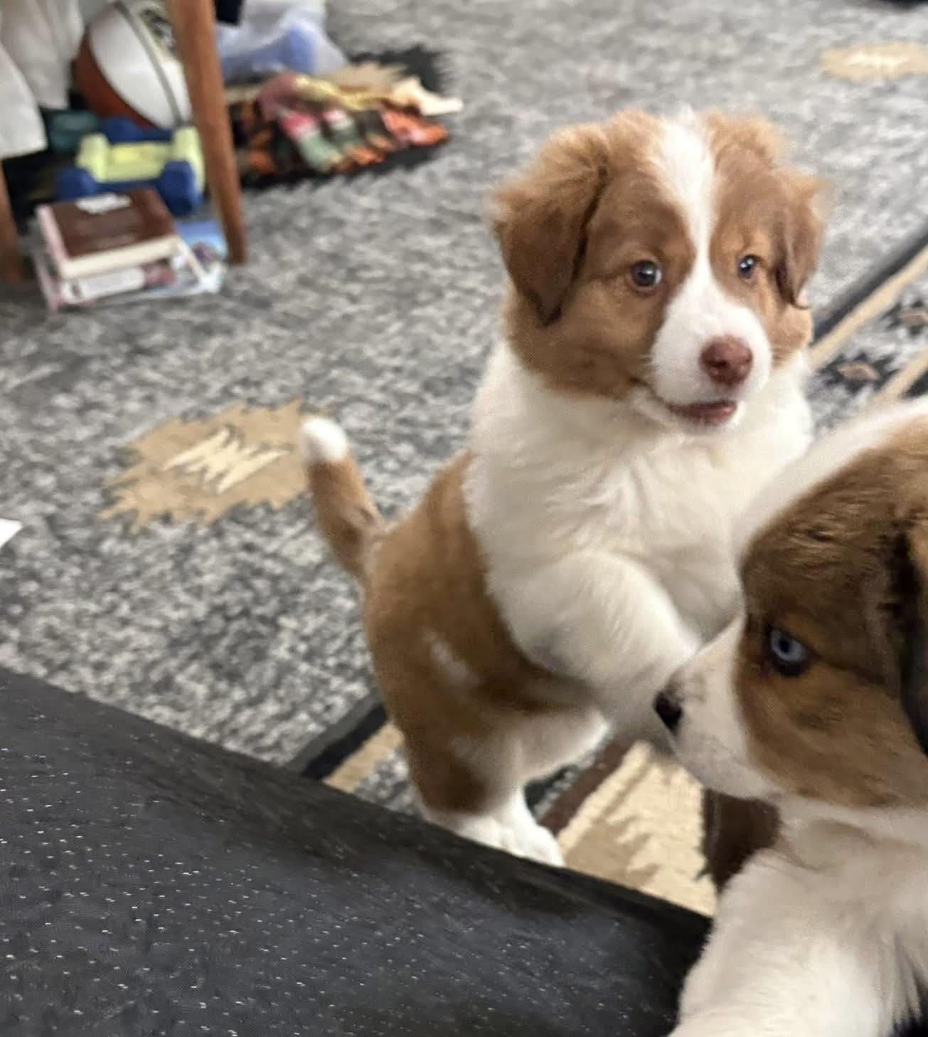 Enlarge Thing 2, an adopted mixed breed in Decorah, IA image 3/3