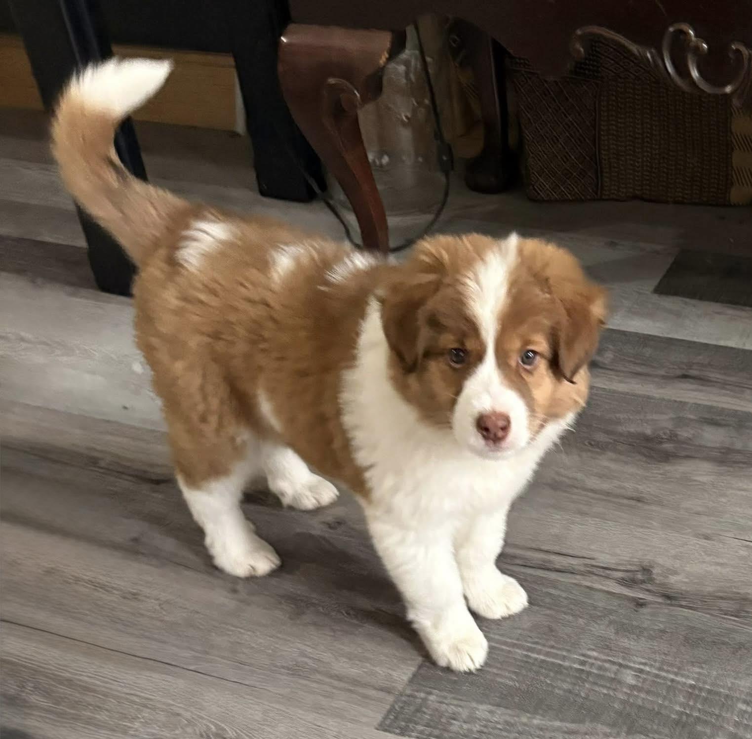 Enlarge Thing 2, an adopted mixed breed in Decorah, IA image 2/3