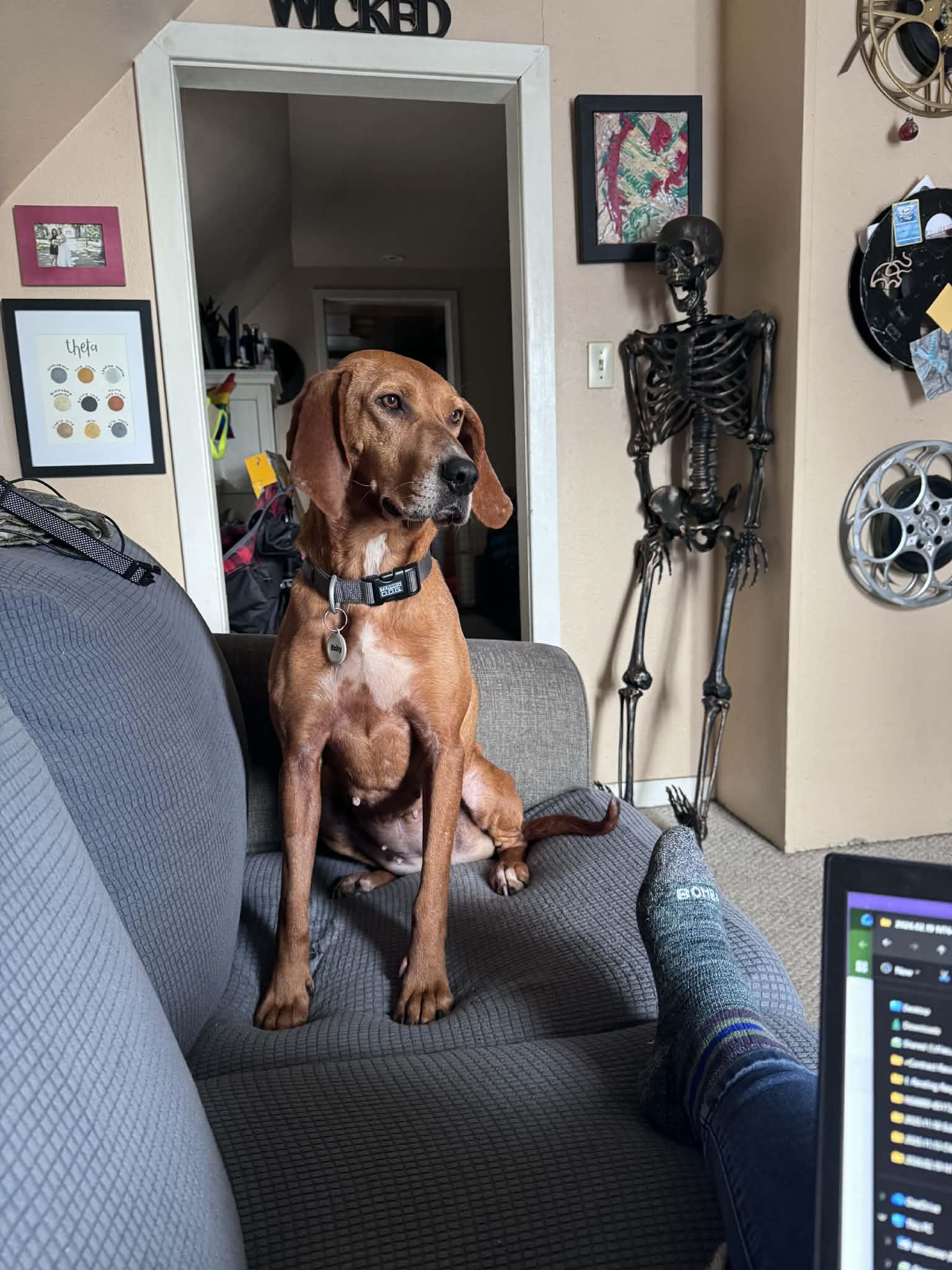 Enlarge Ruby, a Adoptable Redbone Coonhound in LEWISTON, ID image 1/6