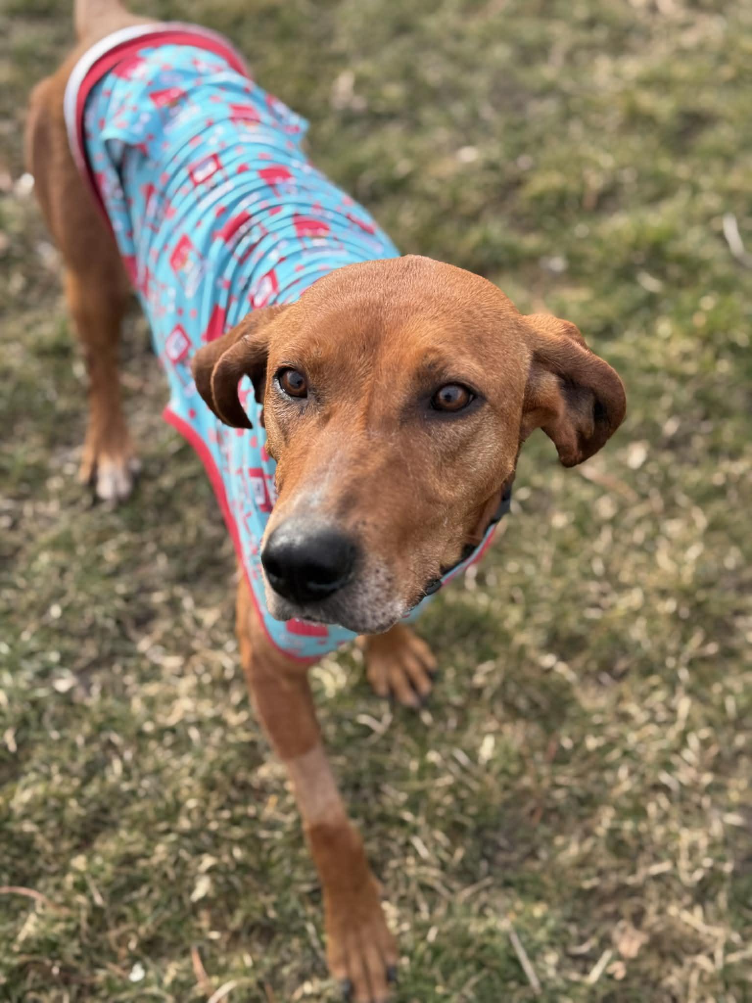 Enlarge Ruby, a Adoptable Redbone Coonhound in LEWISTON, ID image 2/6