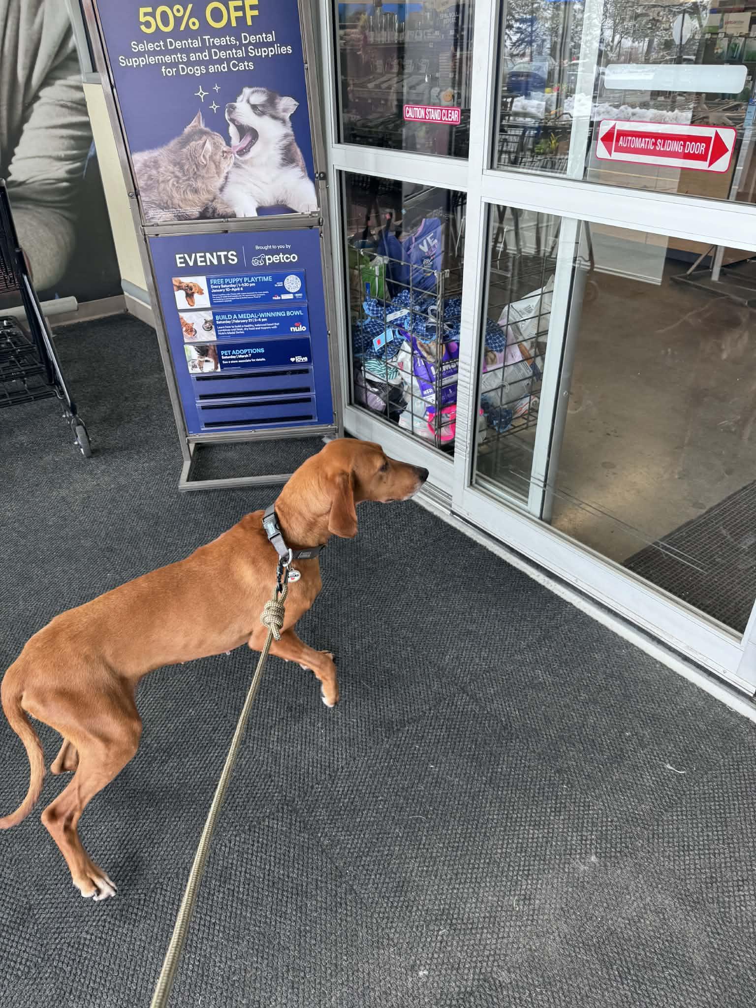 Enlarge Ruby, a Adoptable Redbone Coonhound in LEWISTON, ID image 3/6
