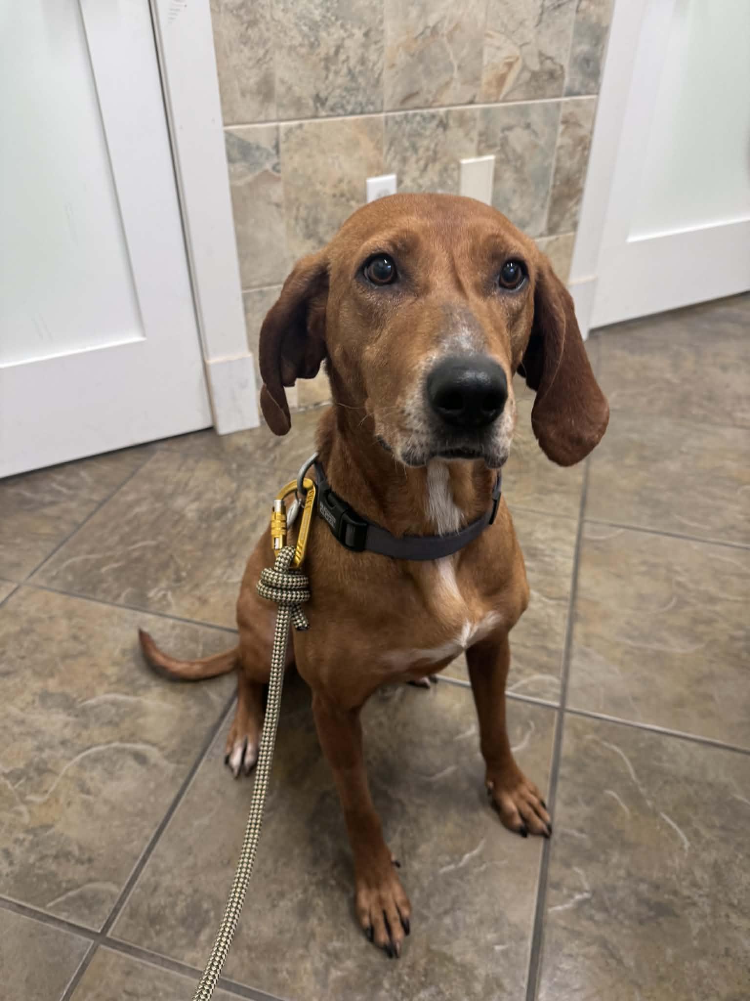Enlarge Ruby, a Adoptable Redbone Coonhound in LEWISTON, ID image 4/6