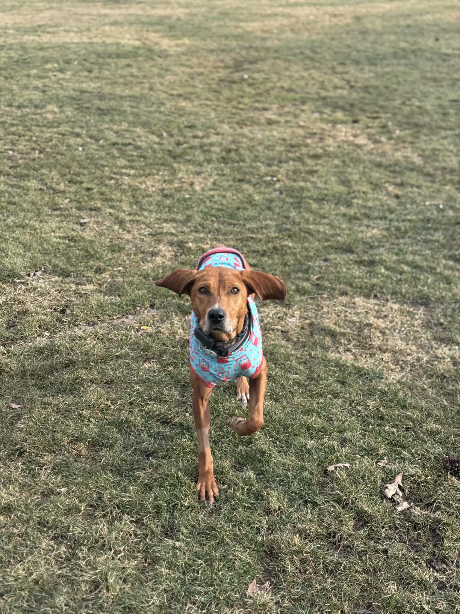 Enlarge Ruby, a Adoptable Redbone Coonhound in LEWISTON, ID image 5/6