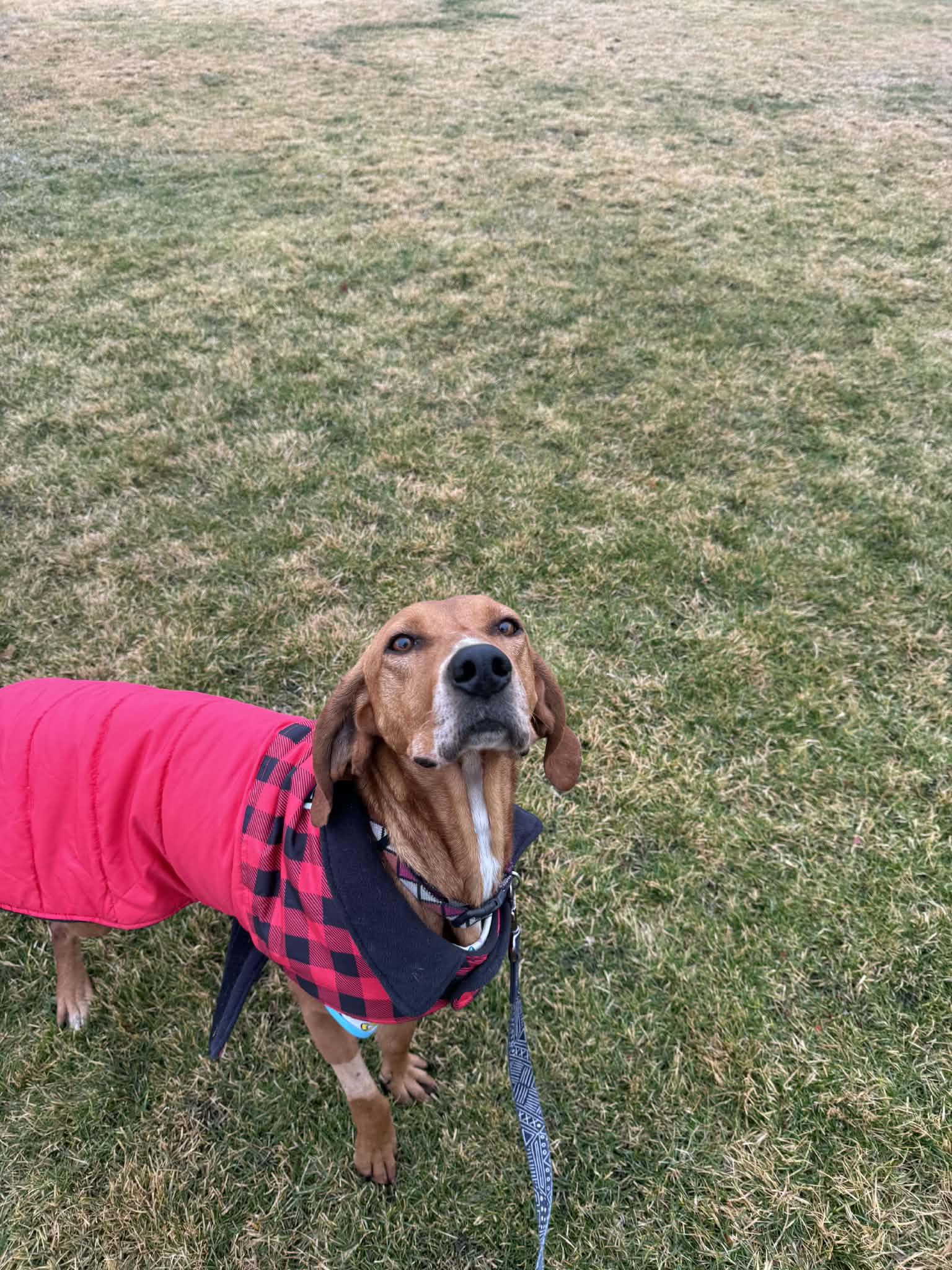 Enlarge Ruby, a Adoptable Redbone Coonhound in LEWISTON, ID image 6/6