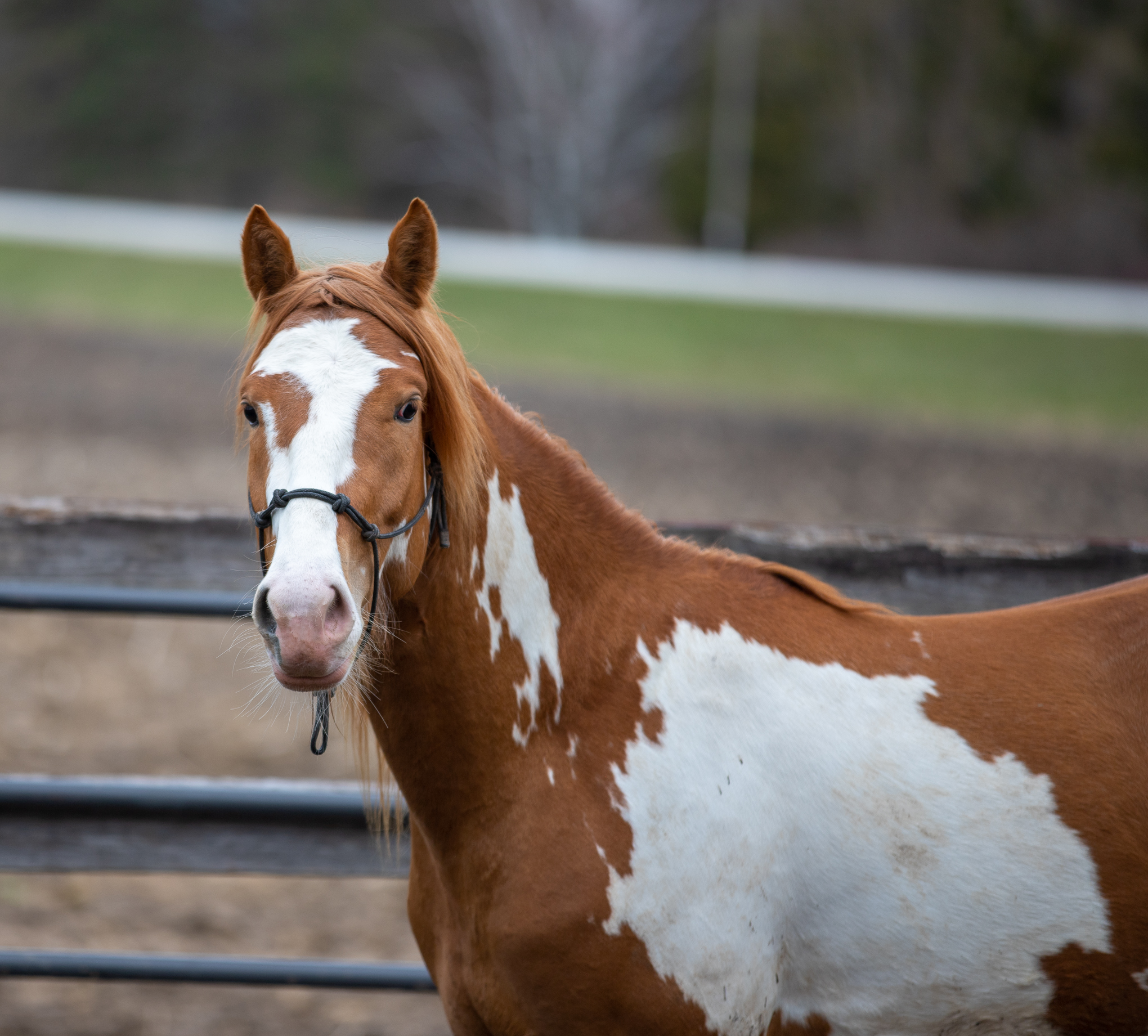 Hidalgo, Adopted, Adult Male Paint / Pinto.