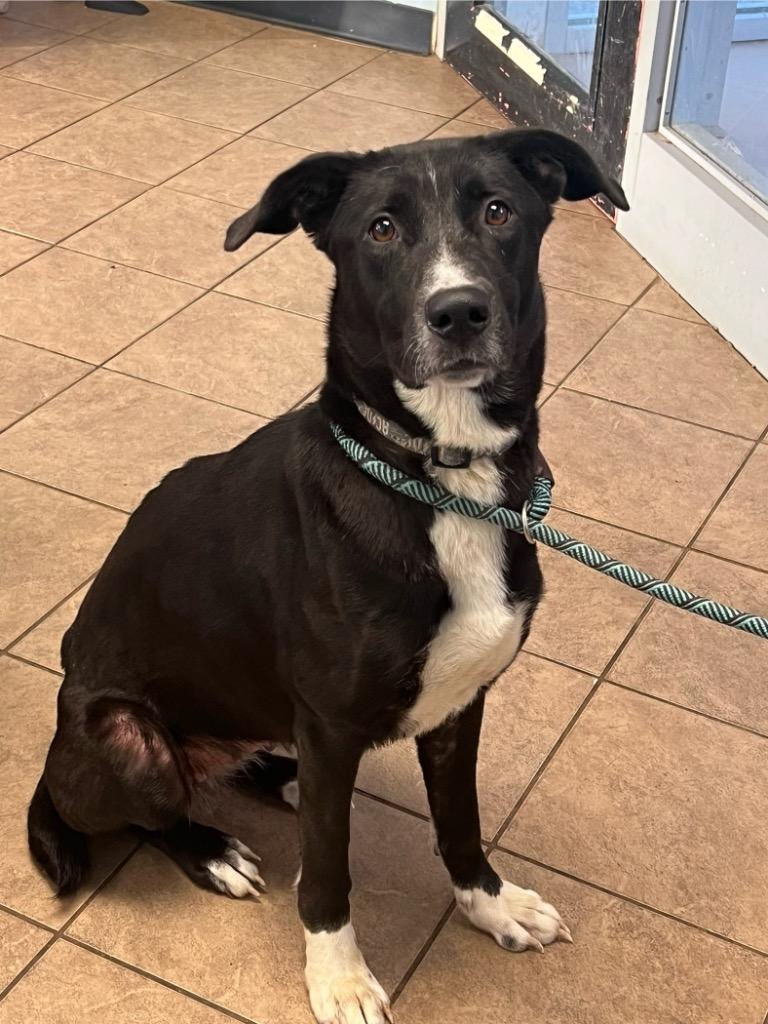 Enlarge Astrid, a Adoptable mixed breed in Marion, OH image 2/4