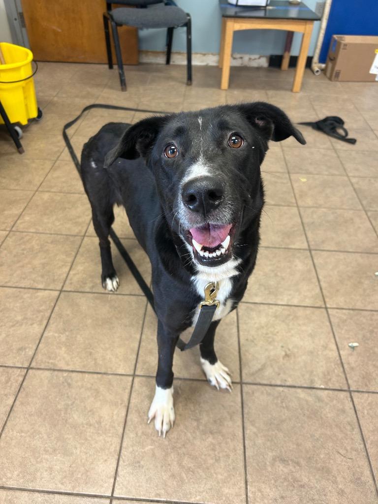 Enlarge Astrid, a Adoptable mixed breed in Marion, OH image 3/4