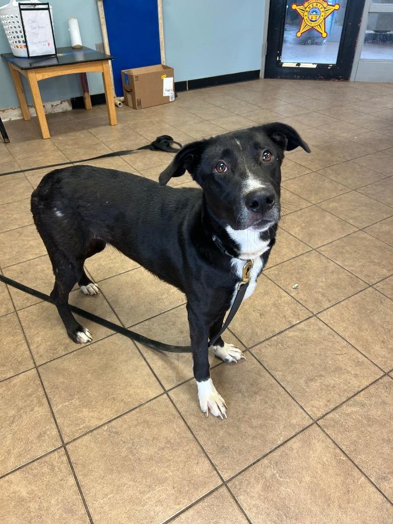 Enlarge Astrid, a Adoptable mixed breed in Marion, OH image 4/4