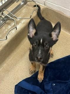 Enlarge BeastBoy 179558, a Adoptable mixed breed in Visalia, CA image 1/1