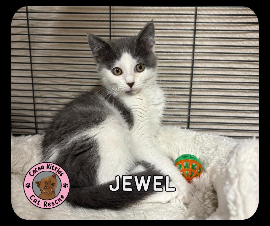 Jewel, Adopted, Young Female Domestic Short Hair.