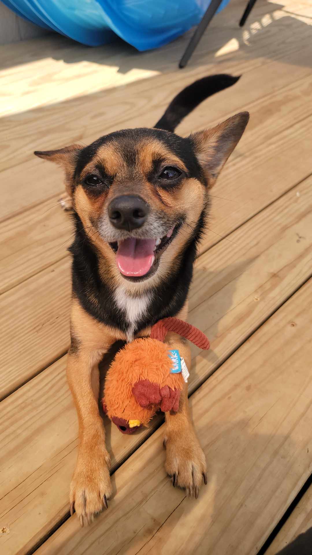 Marvin, Adopted, Adult Male Chihuahua & Beagle.
