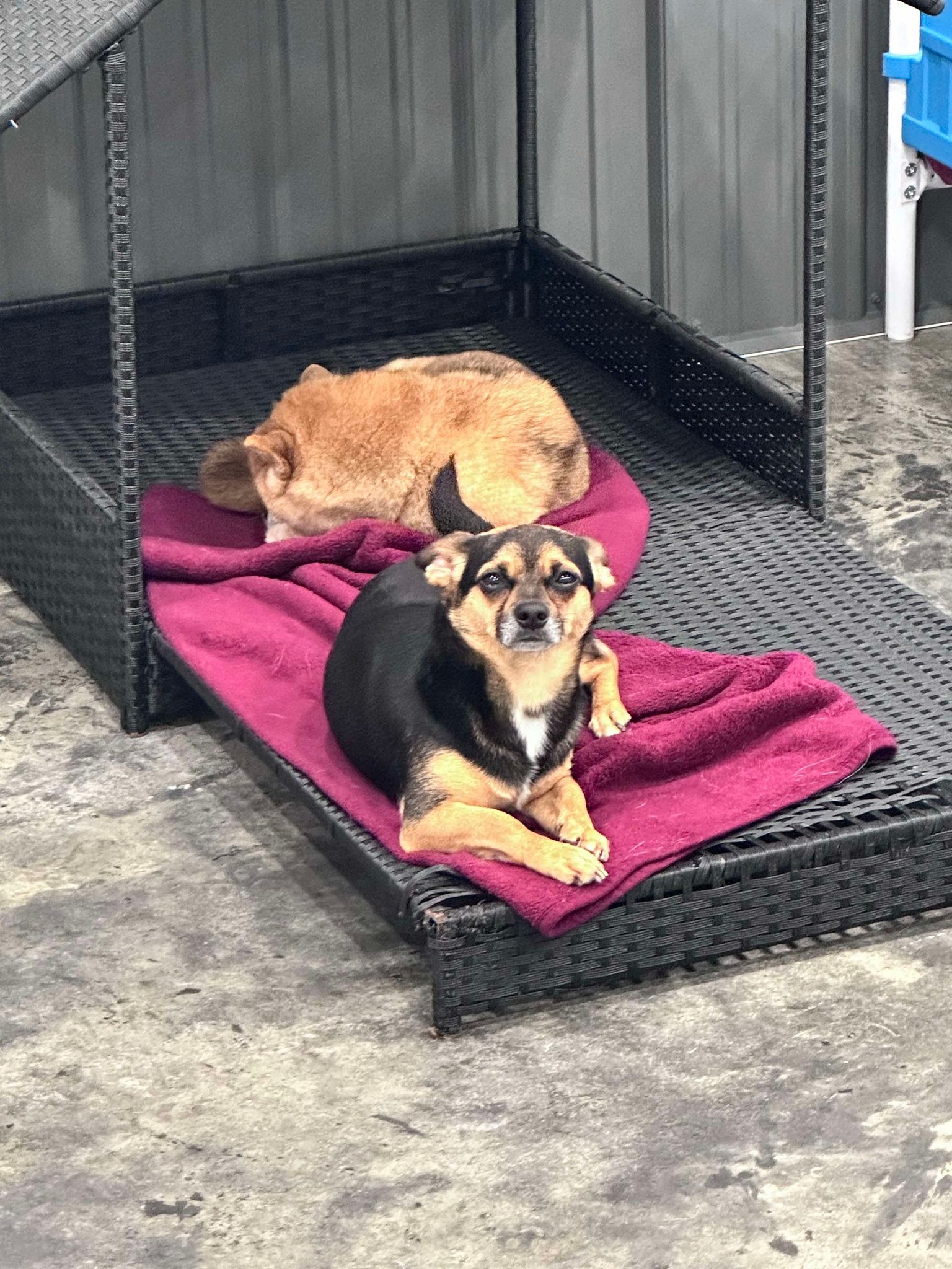 Marvin, a Adopted mixed breed in Richmond, KY image 2/6