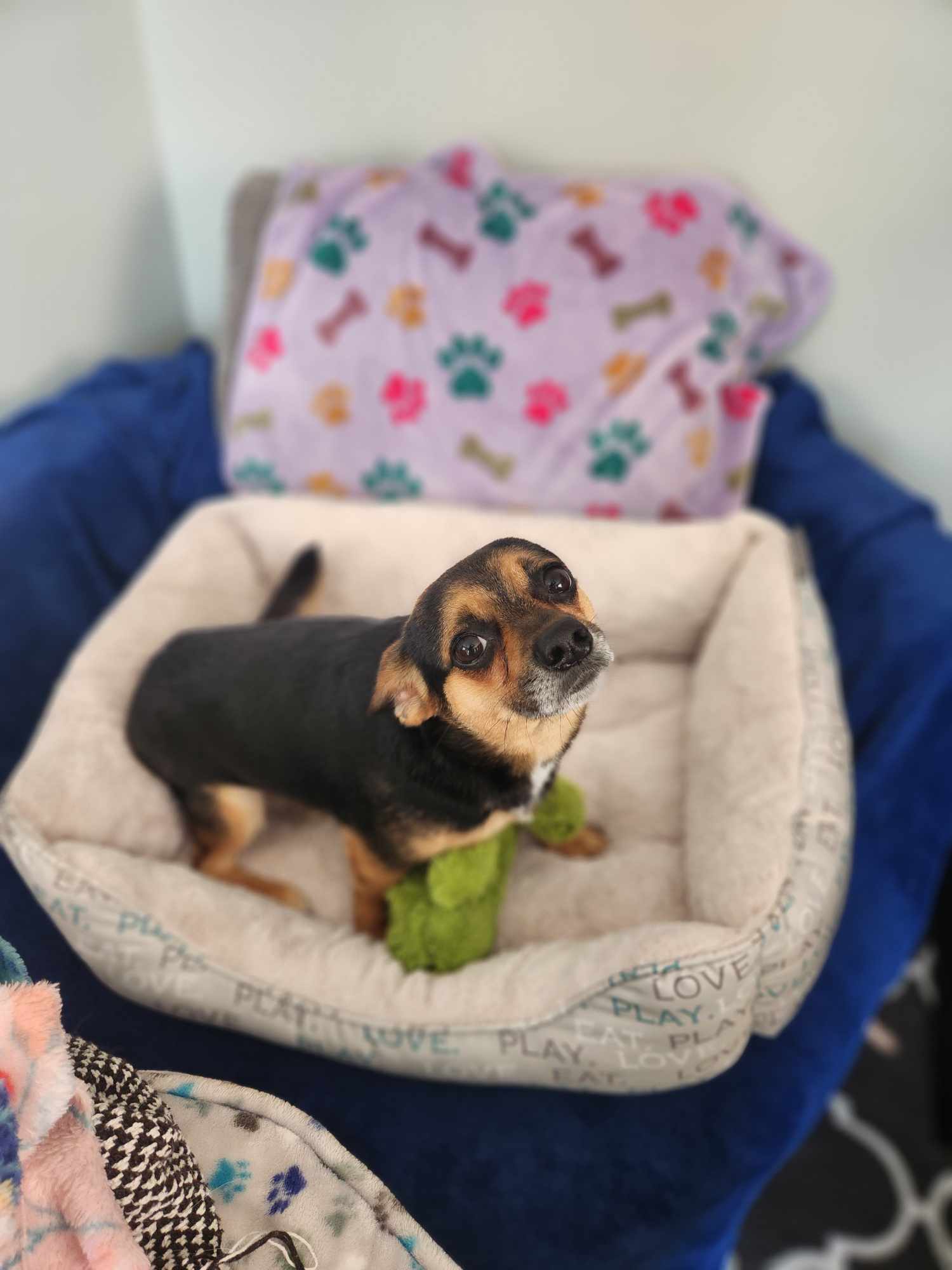 Marvin, a Adopted mixed breed in Richmond, KY image 3/6