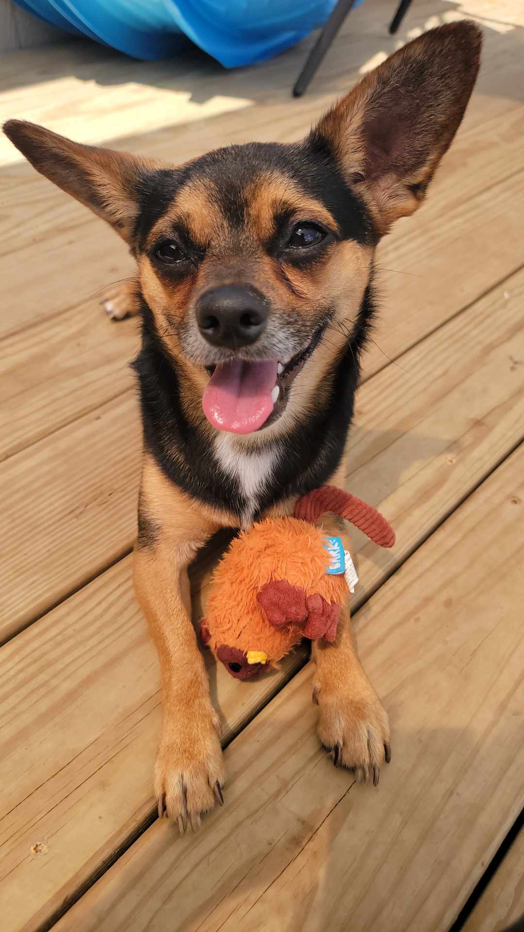 Marvin, a Adopted mixed breed in Richmond, KY image 4/6
