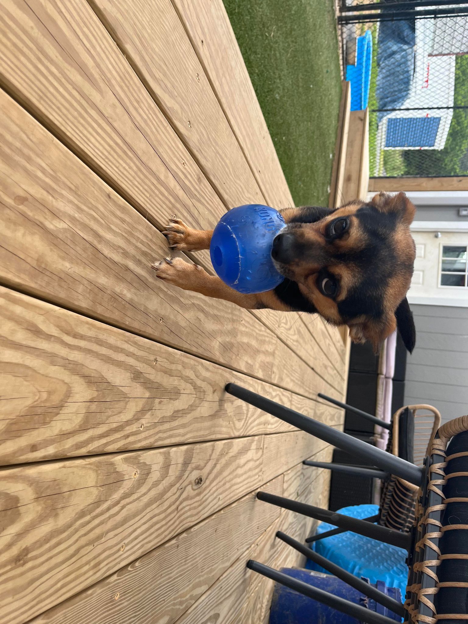 Marvin, a Adopted mixed breed in Richmond, KY image 5/6